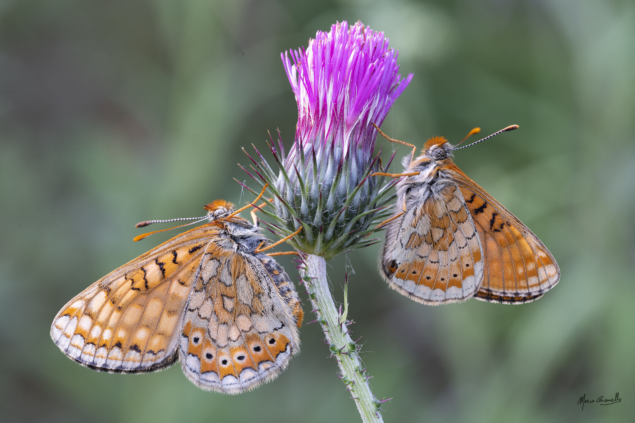 Euphydryas aurinia