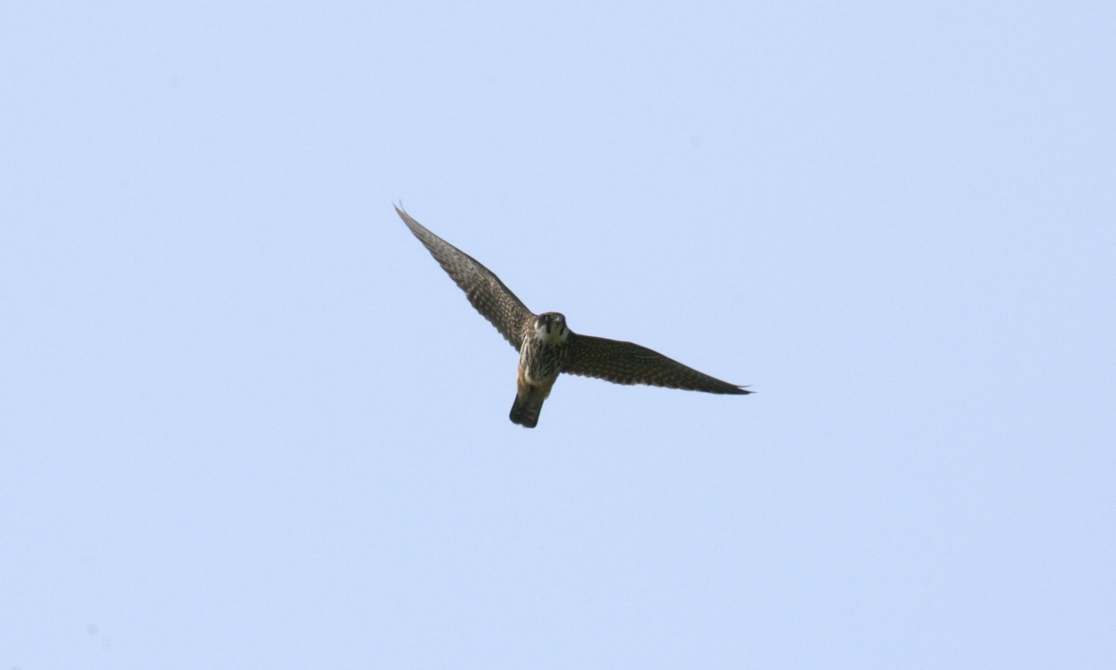 falco subbuteo