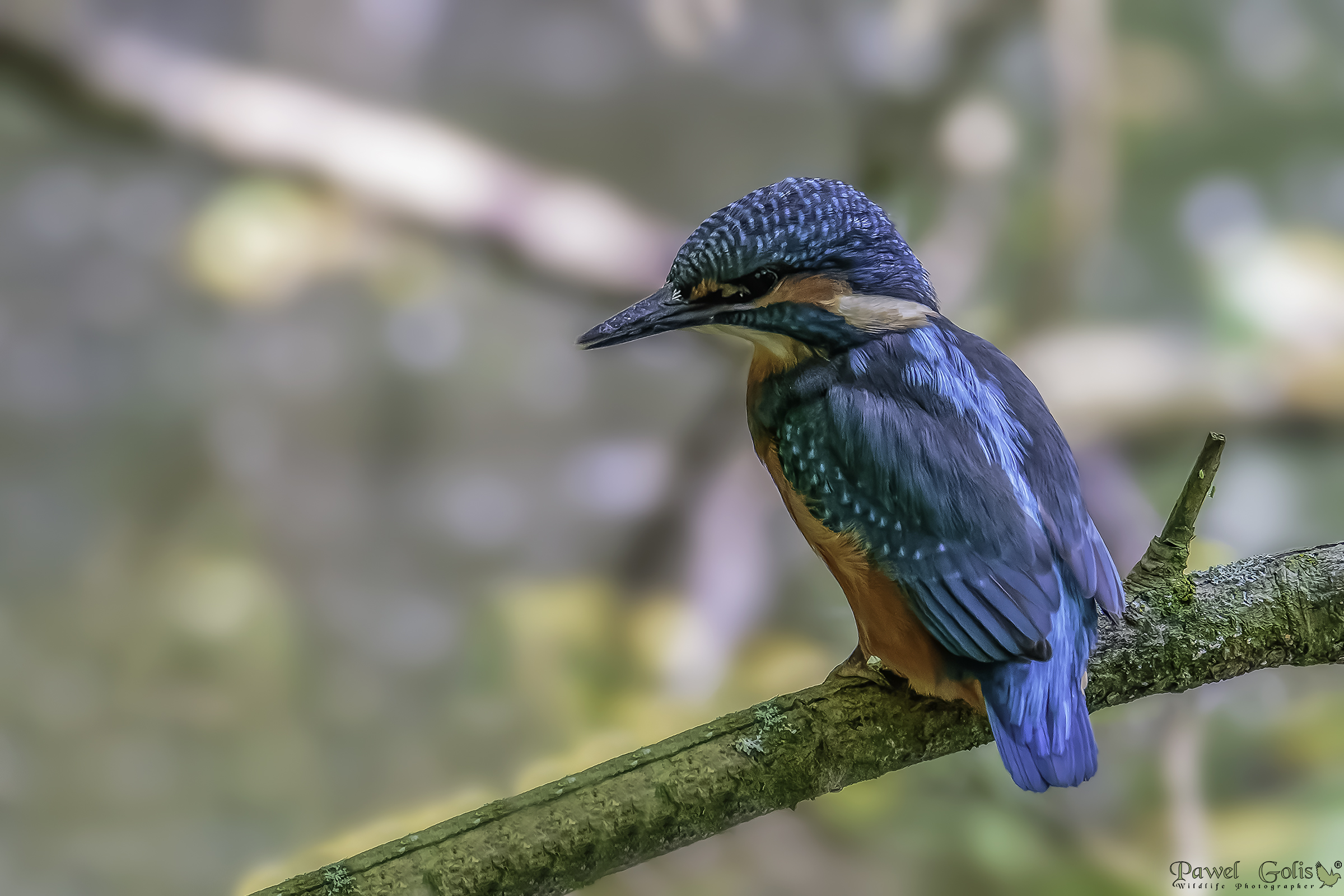 Martin pescatore (Alcedo atthis)