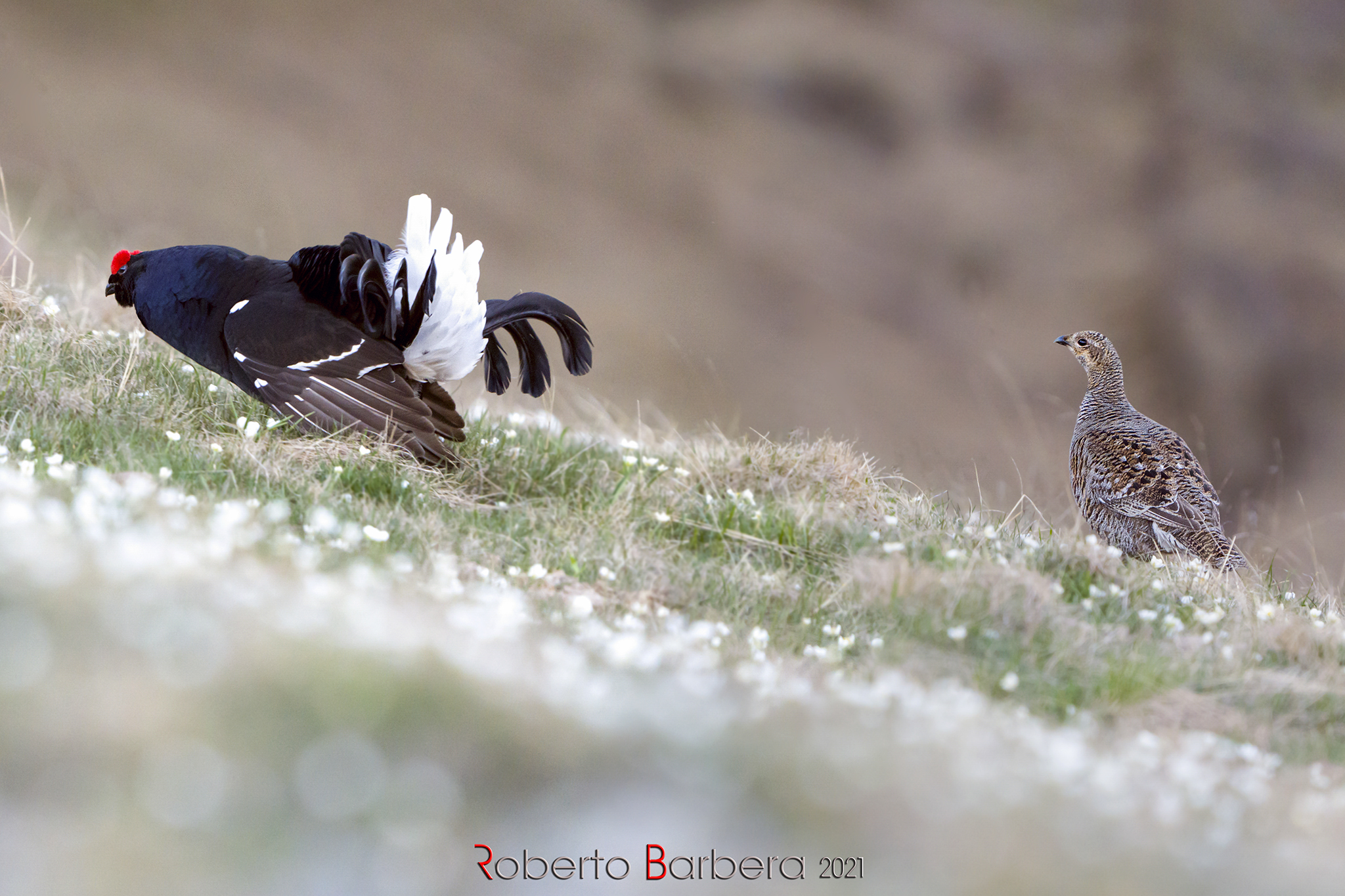 Male and female rooster fork
