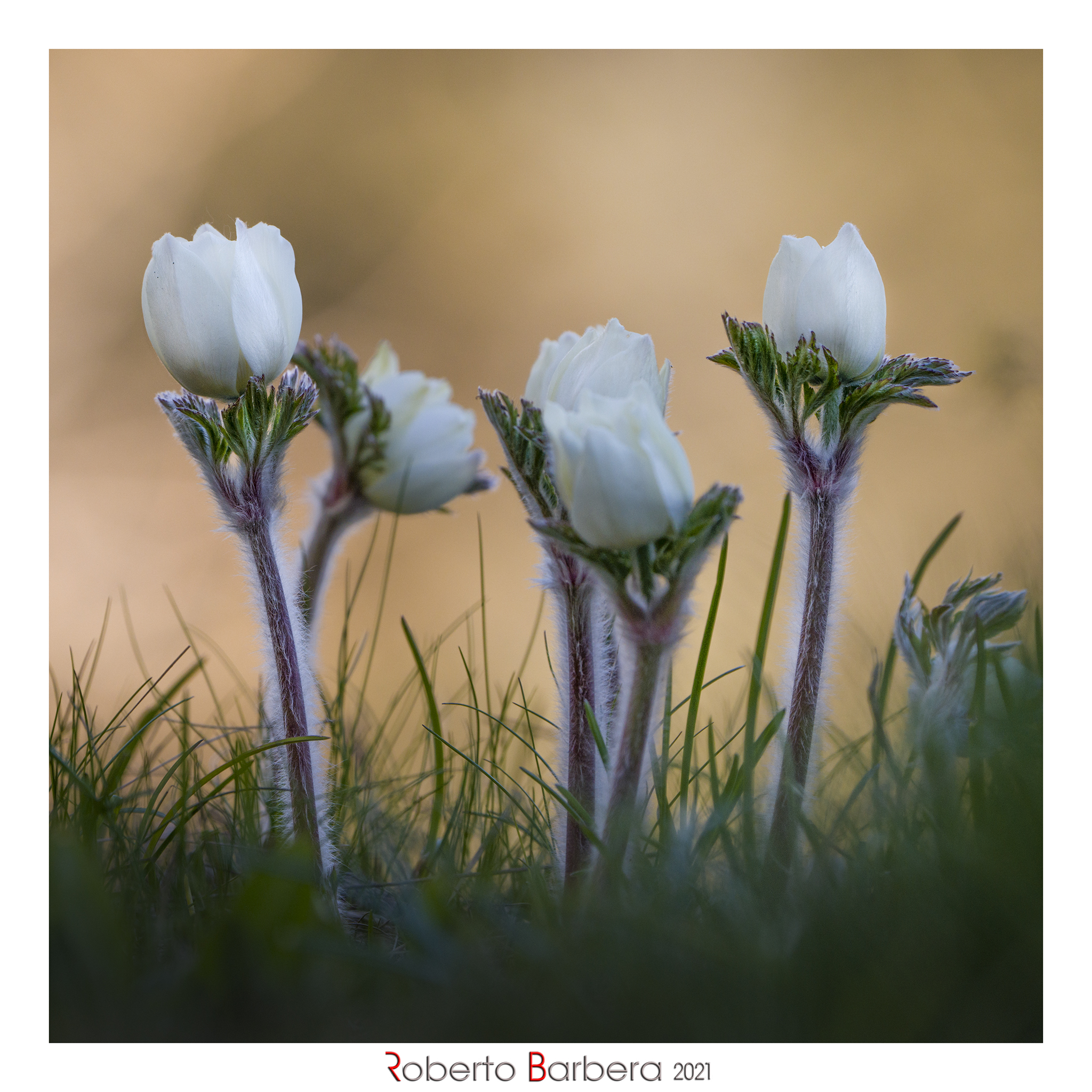 Alpine anemones at the first light of the day