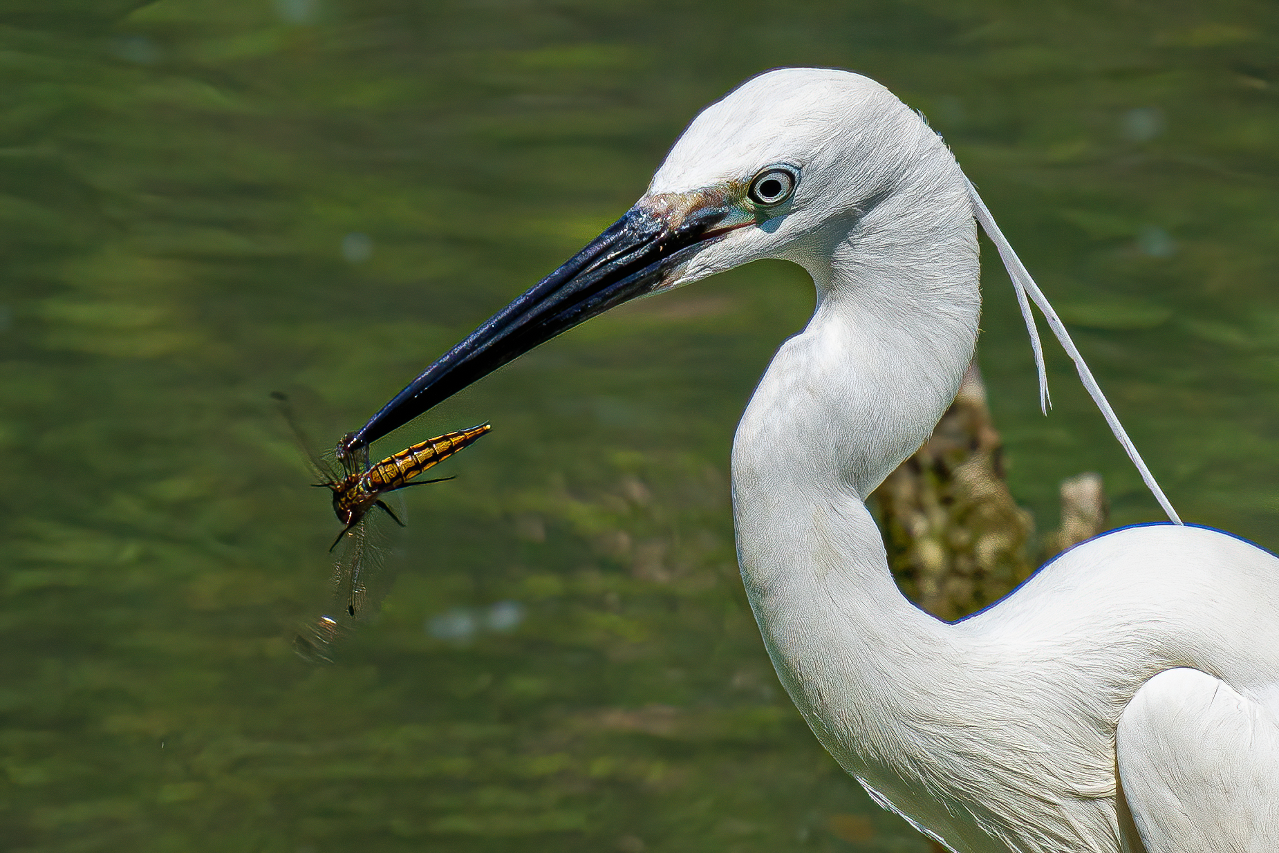 Garzetta con libellula