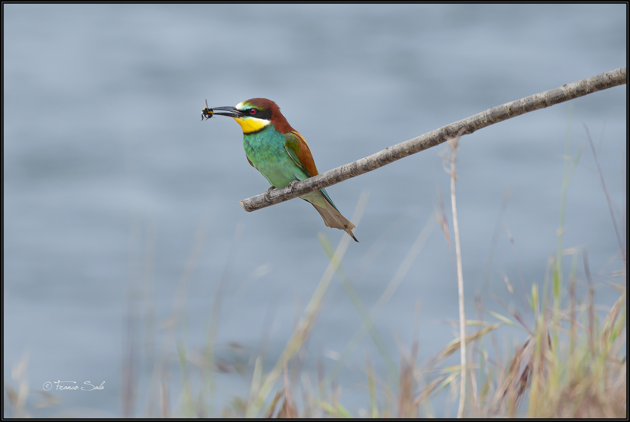 Gruccione sul Ticino