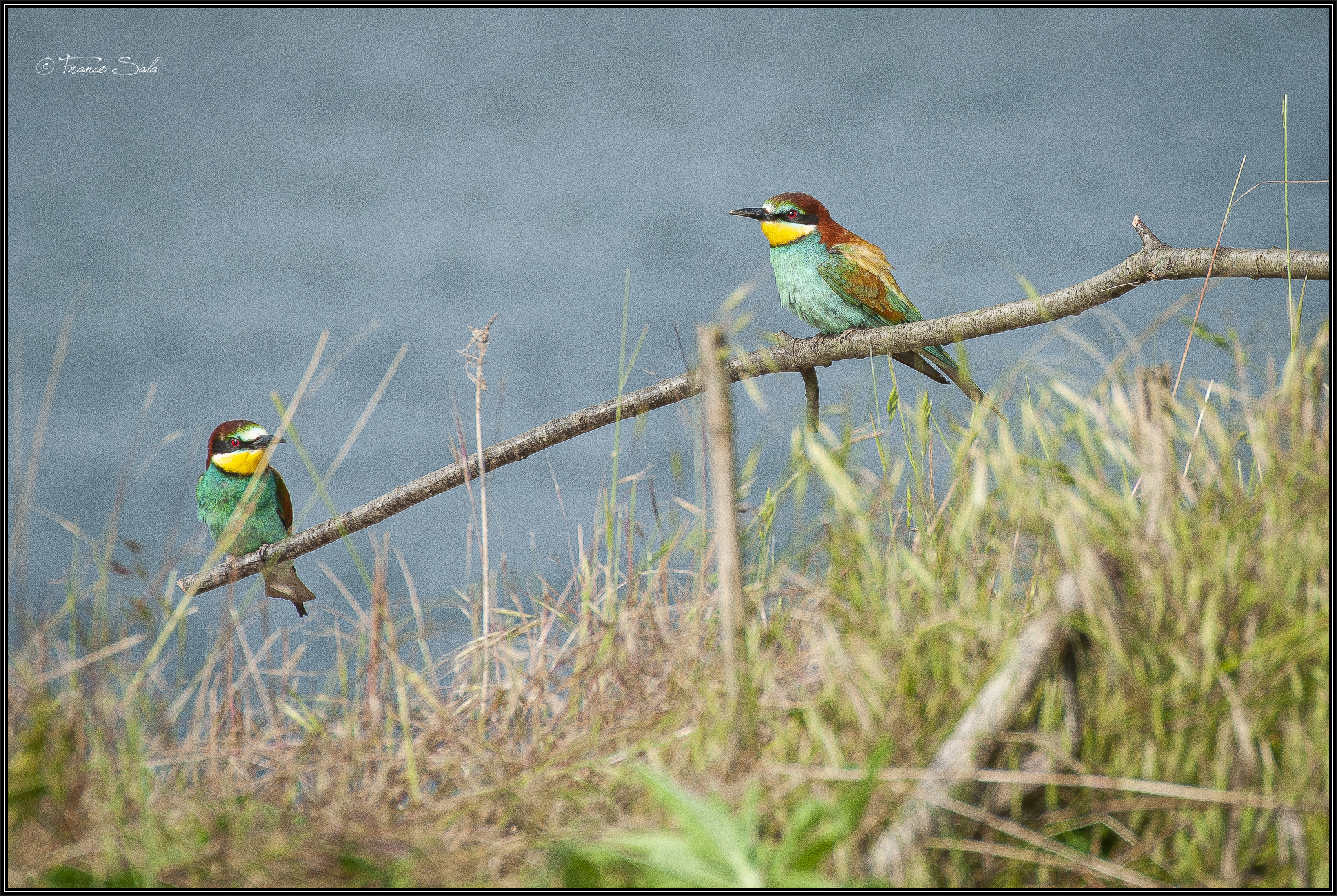 Gruccione sul Ticino
