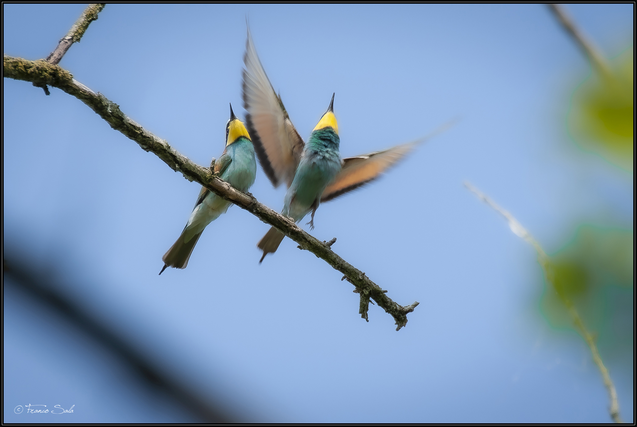 Gruccione sul Ticino