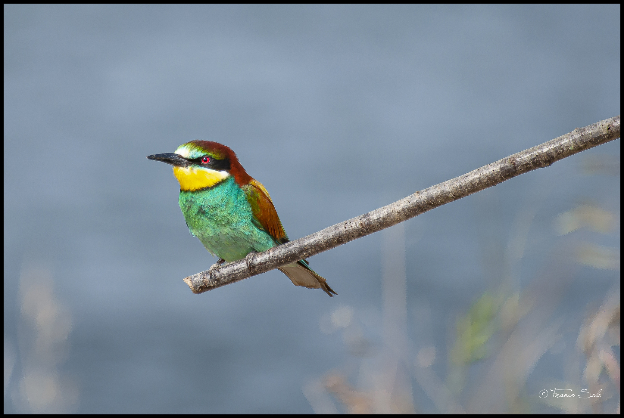 Gruccione sul Ticino