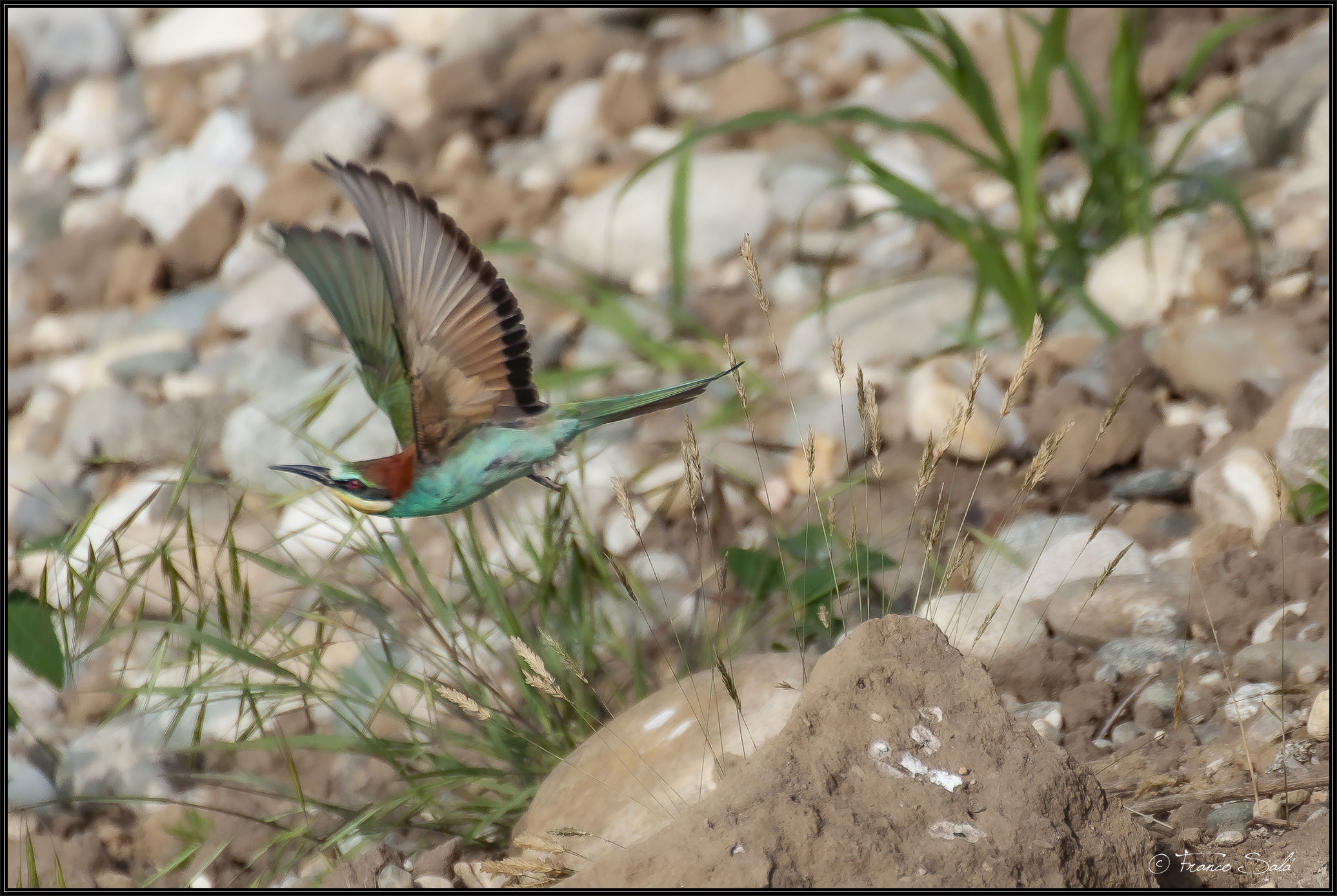 Gruccione sul Ticino