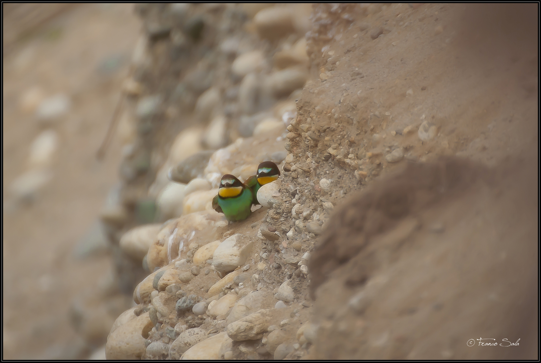 Gruccione sul Ticino