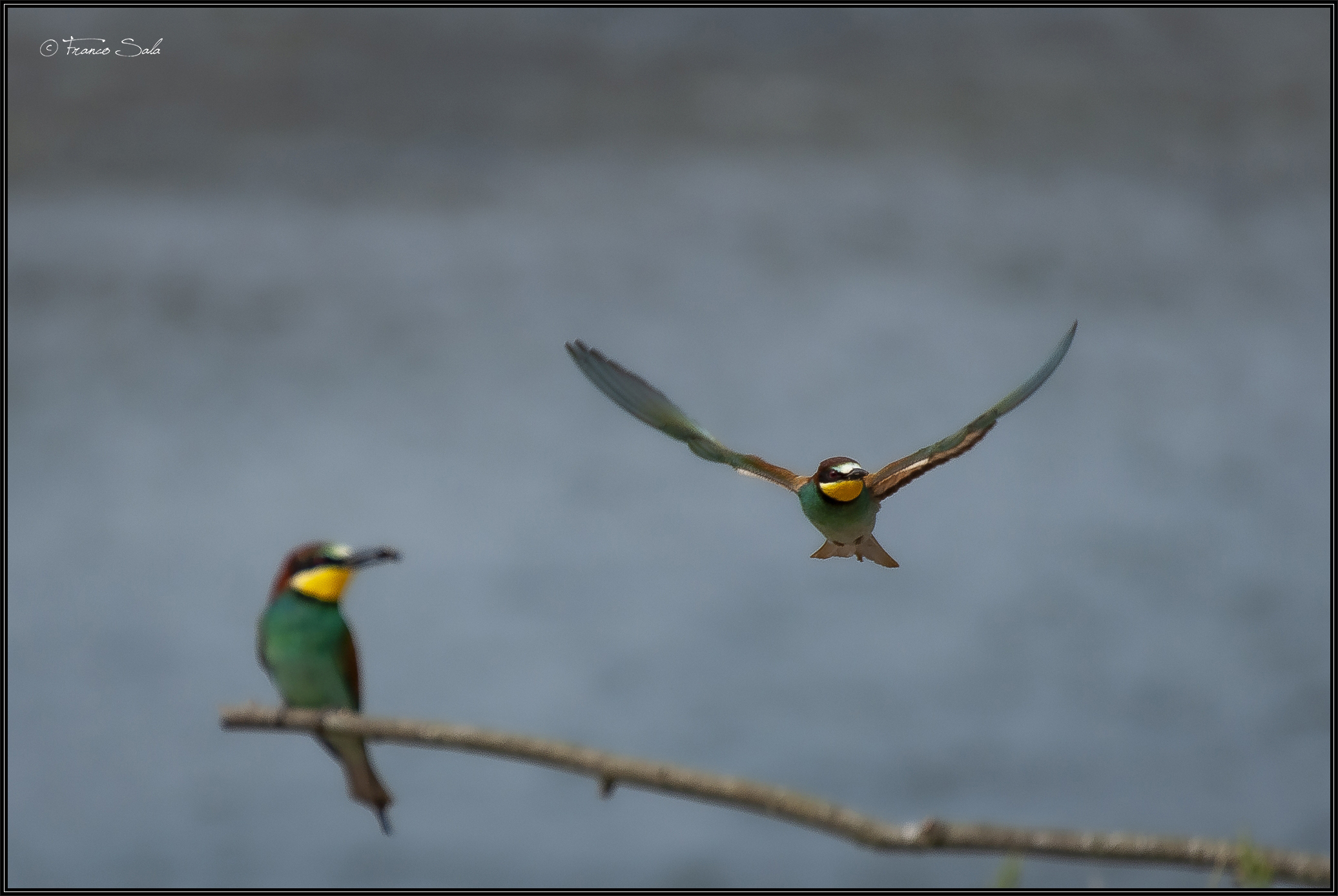 Gruccione sul Ticino