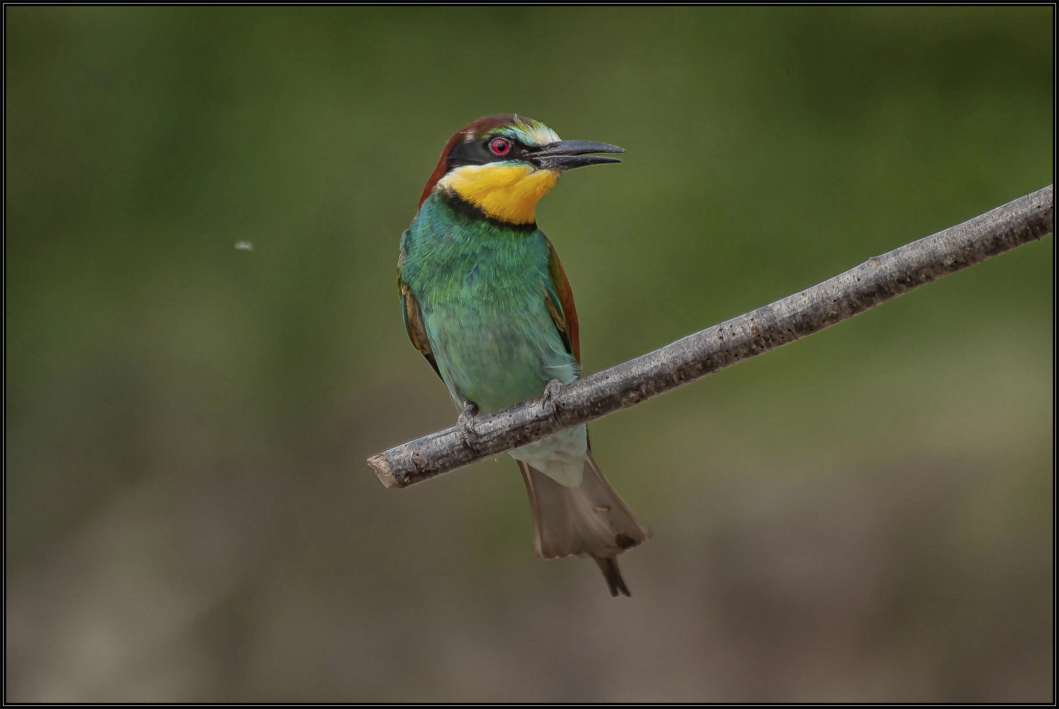 Gruccione sul Ticino