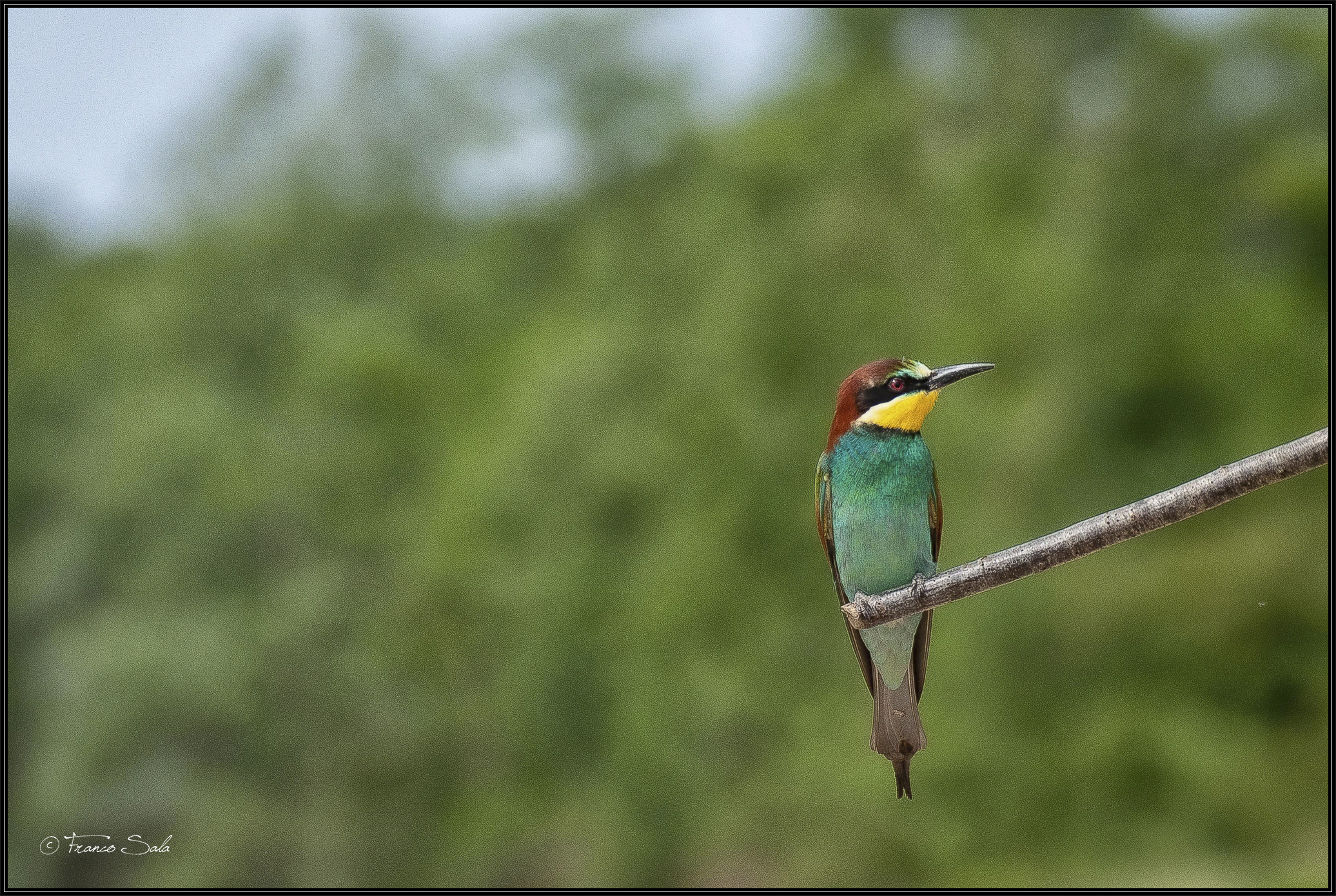 Gruccione sul Ticino