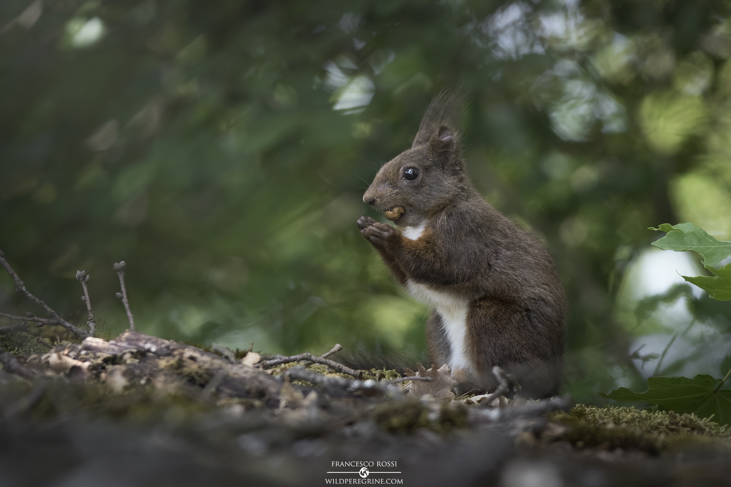 Red Squirrel