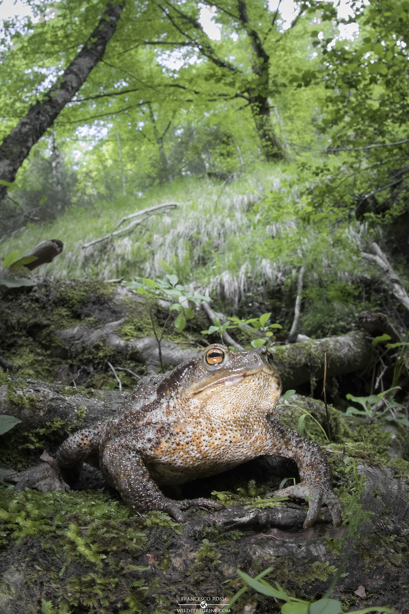 Common toad
