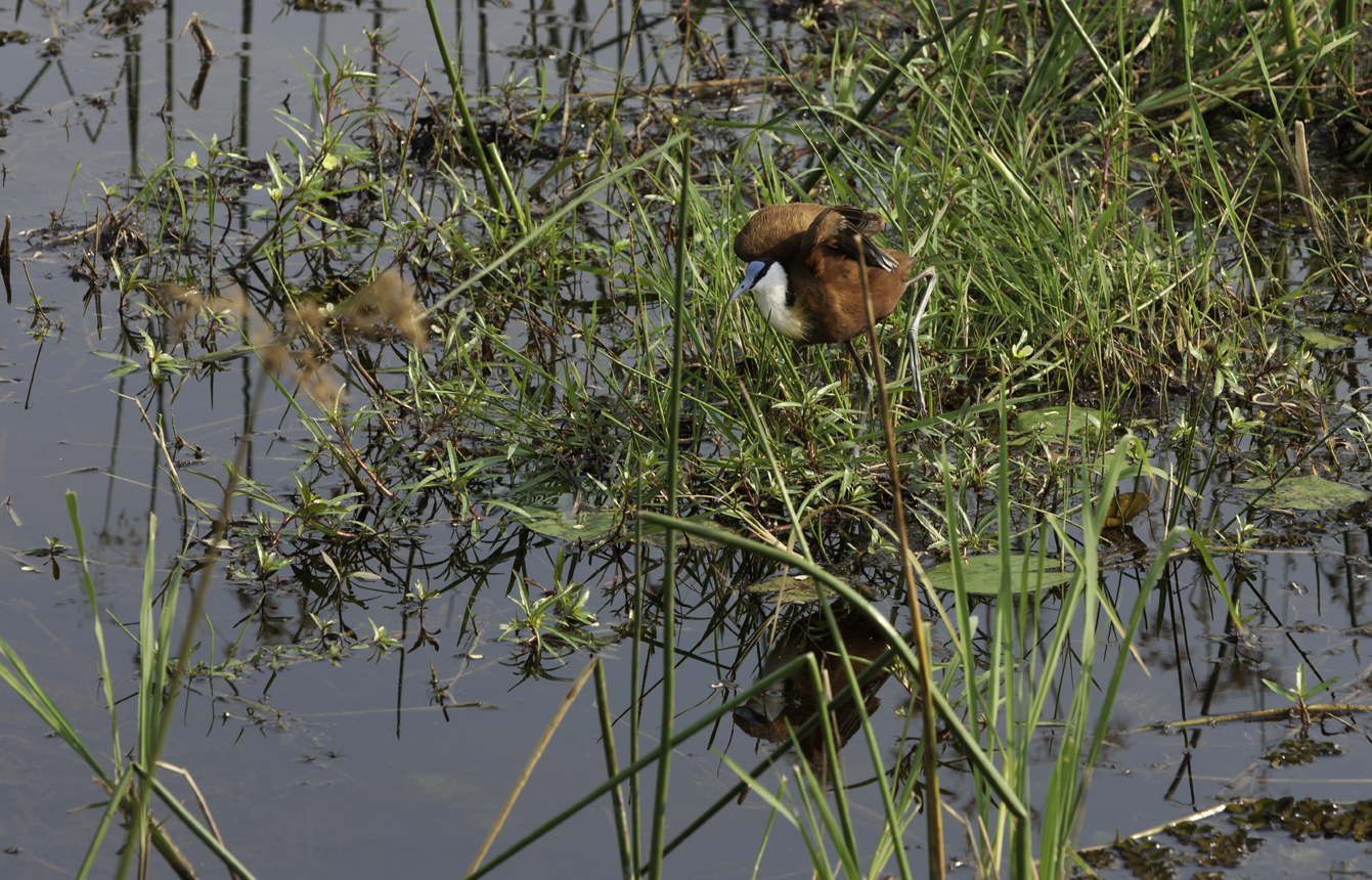 Jacana African-Actophilornis africanus - AOK n. 4,421