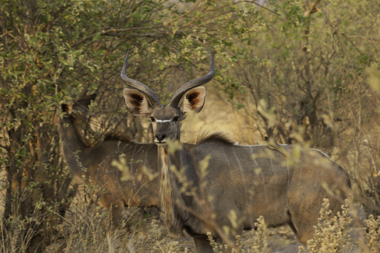 Impala? Impala Aepyceros Melampus-AOK Photo no. 4,604