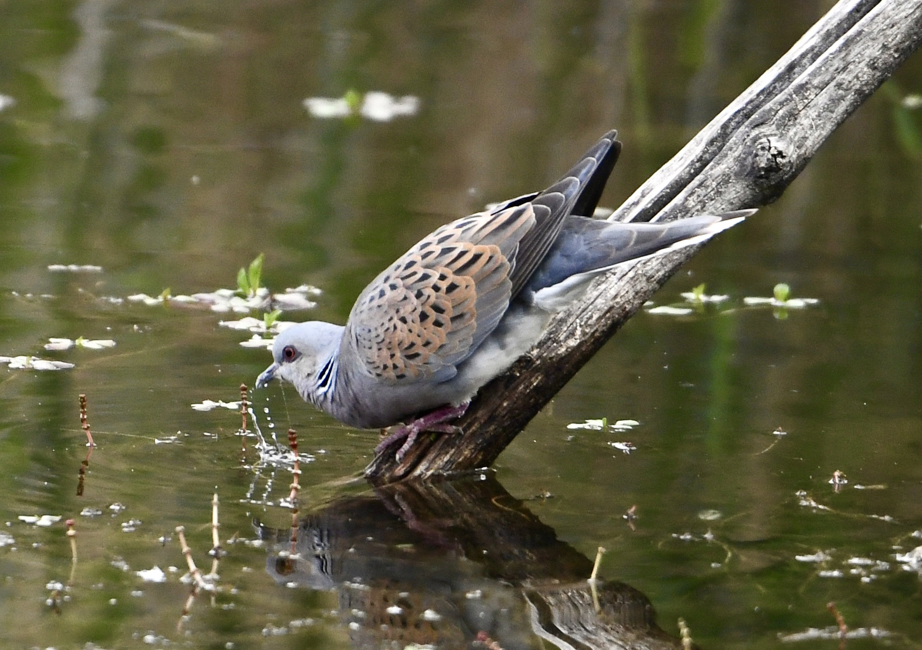 African dove in Chronovilla