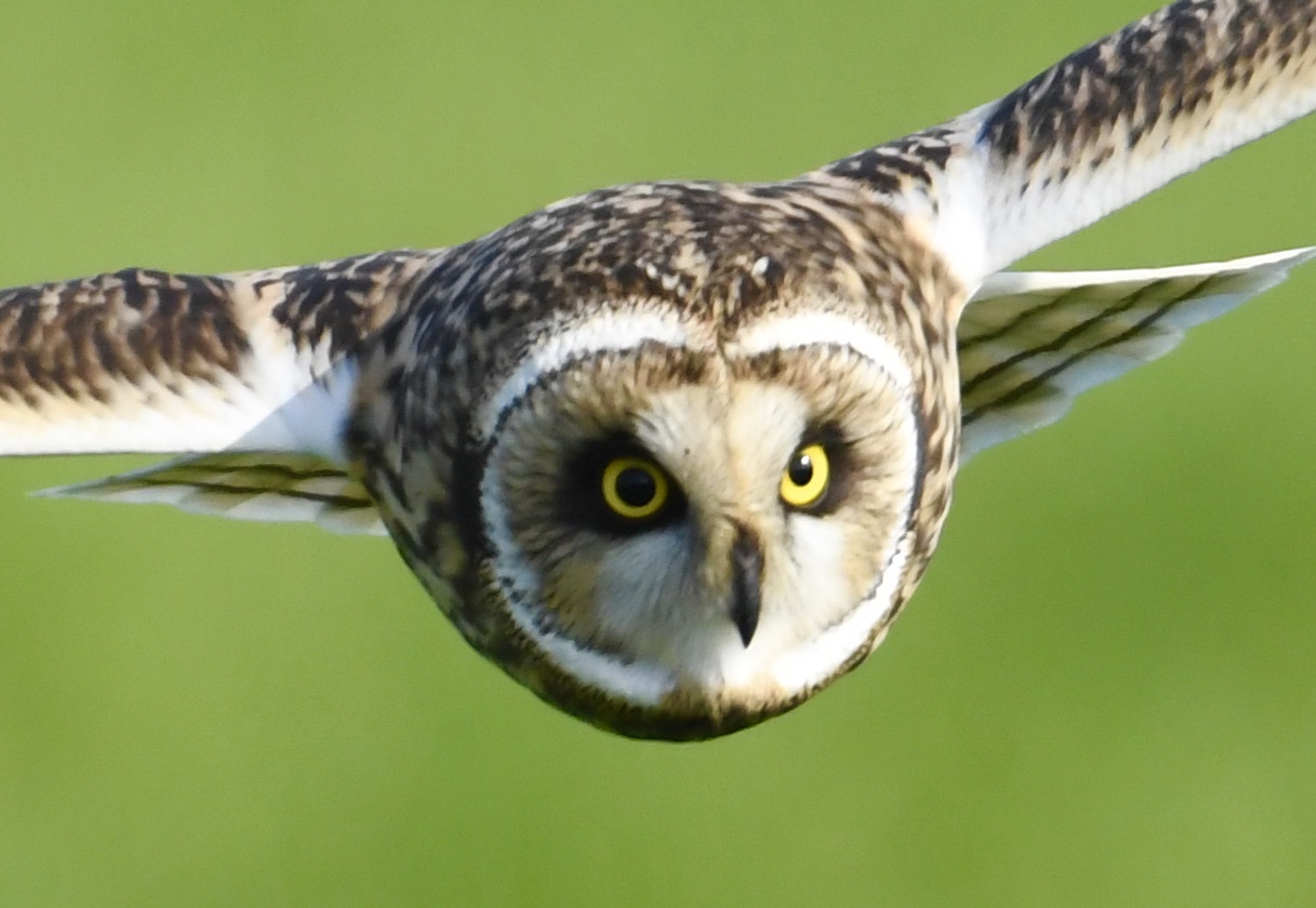 Swamp owl hunting on a meadow