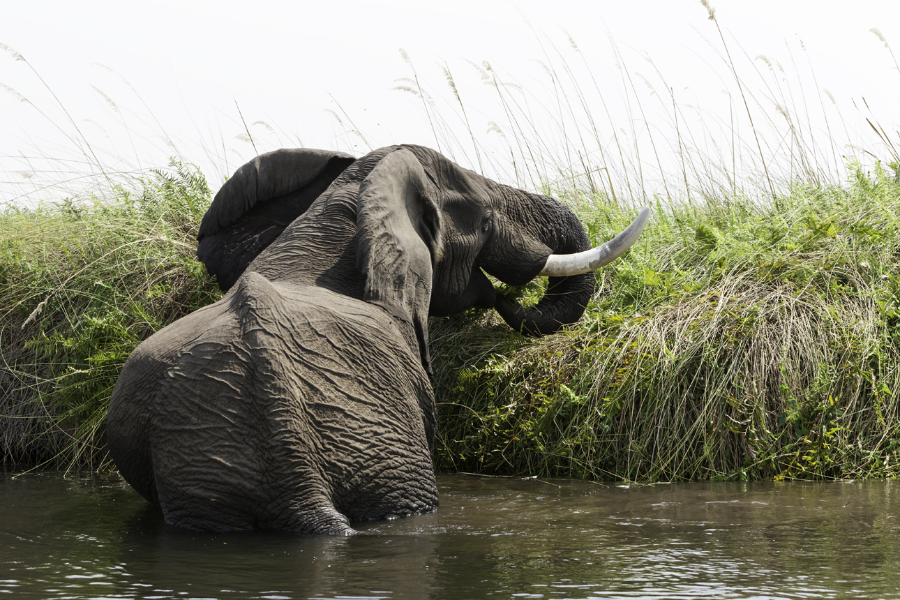 Elephant? Loxodonta africana AOK Photo no. 4,766