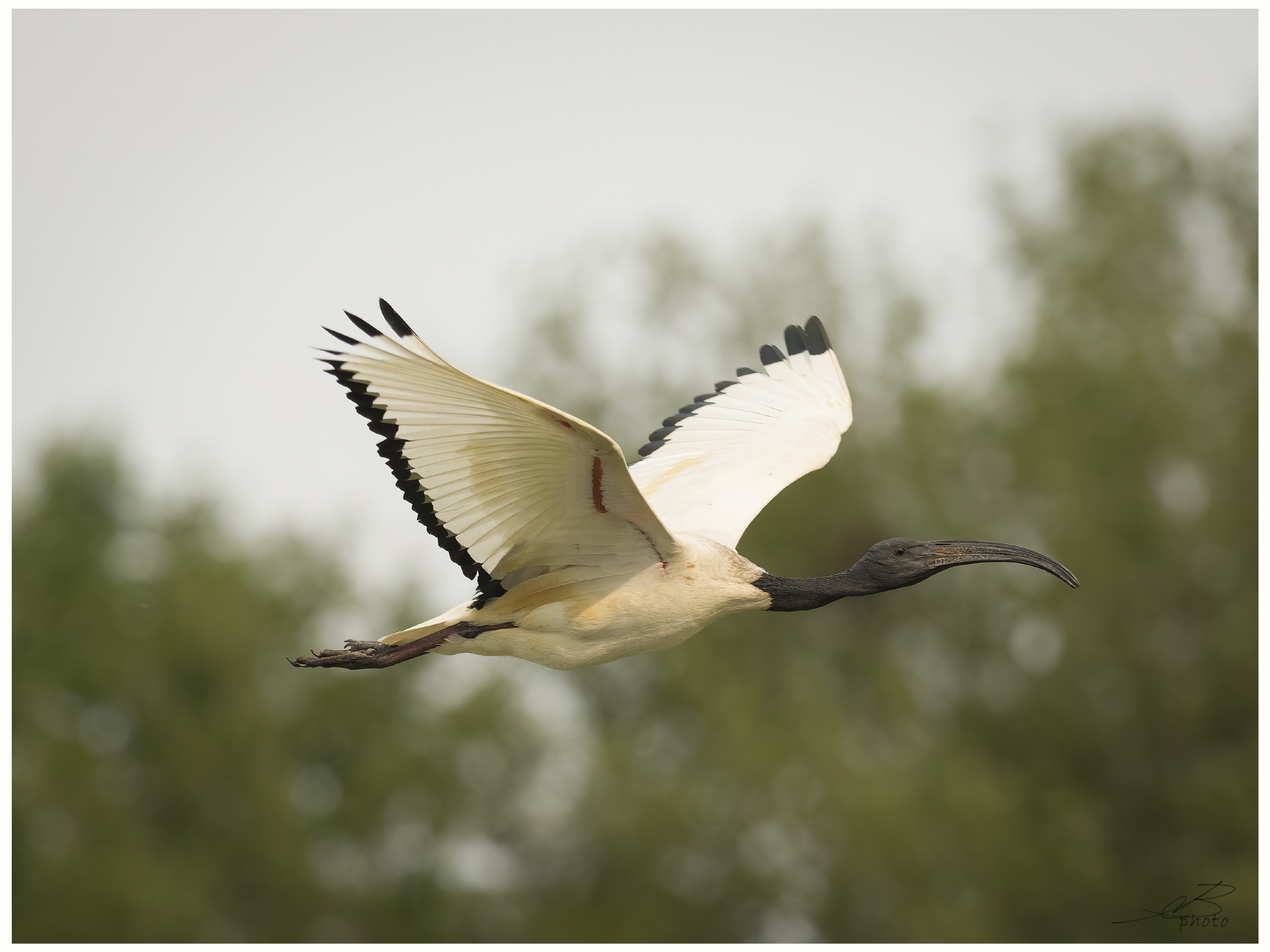 Sacred ibis