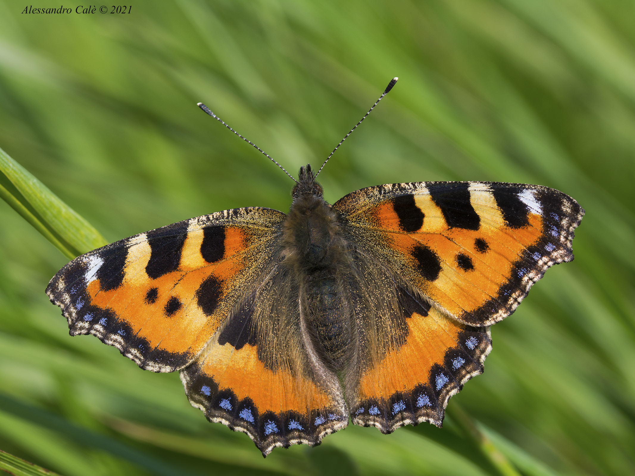 Aglais urticea (Vanessa dell'Ortica) 2226