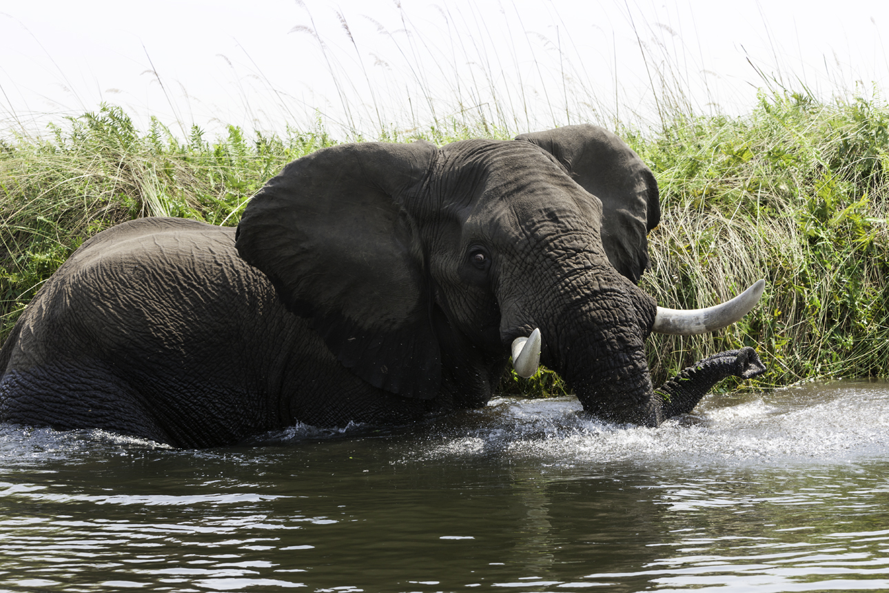 Elephant? Loxodonta africana AOK Photo no. 4,767