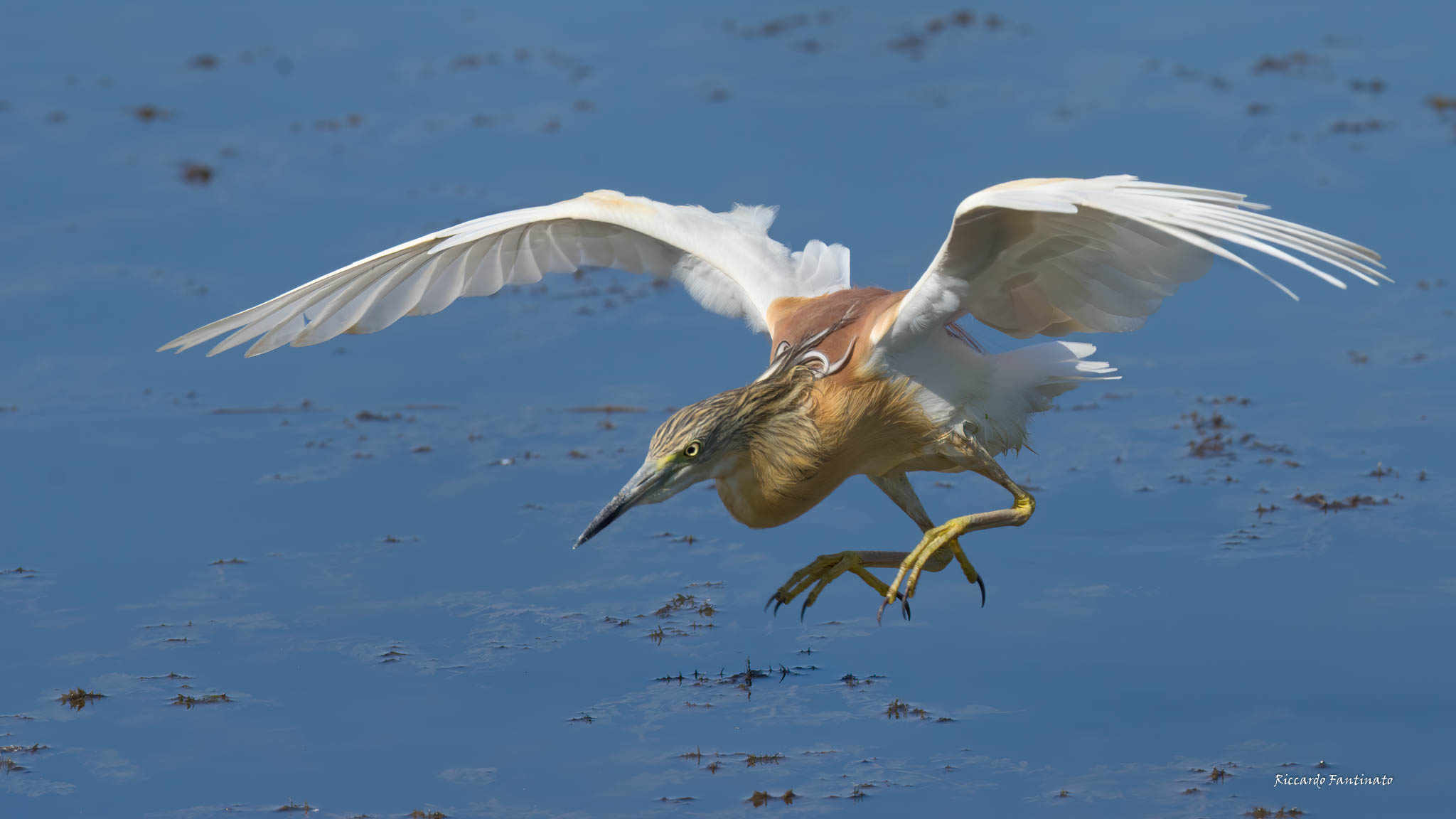 La picchiata della Sgarza