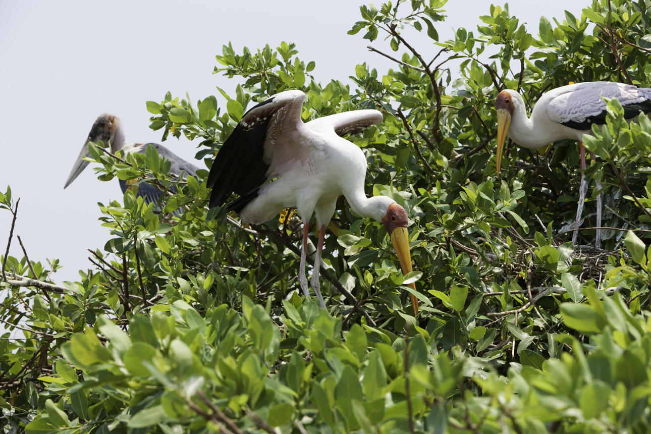 Yellow-billed Tantalus - Mycteria ibis AOK Photo no. 4,799