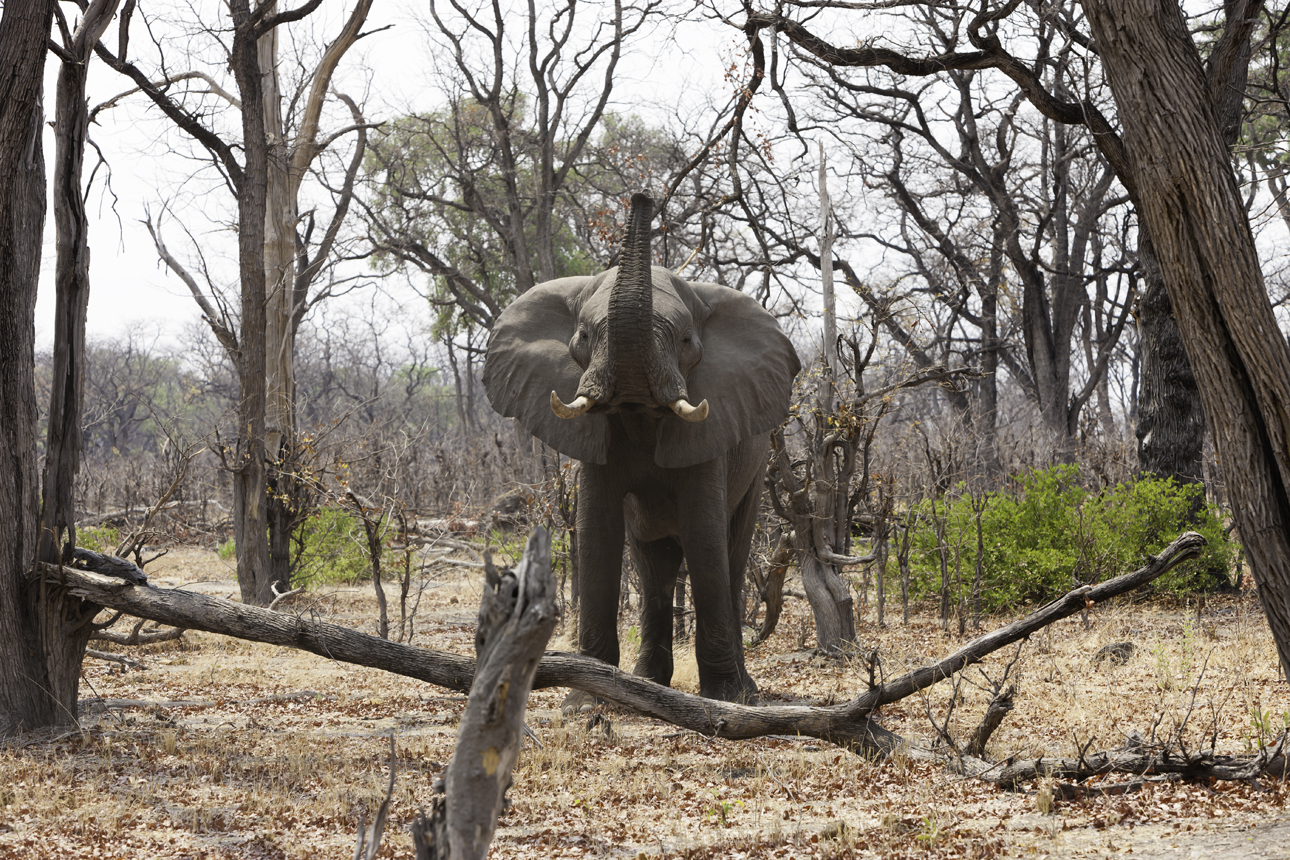 Elephant? Loxodonta africana AOK Photo no. 4,791