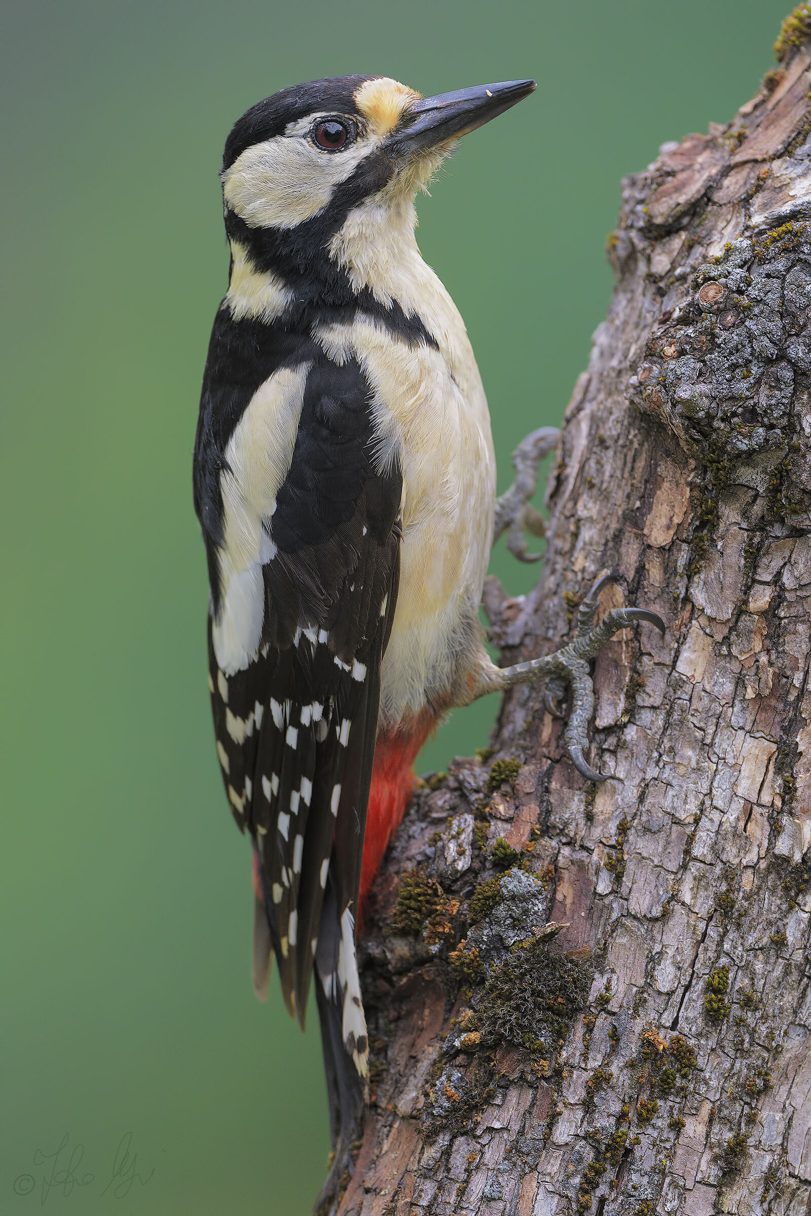 Picchio rosso maggiore f.