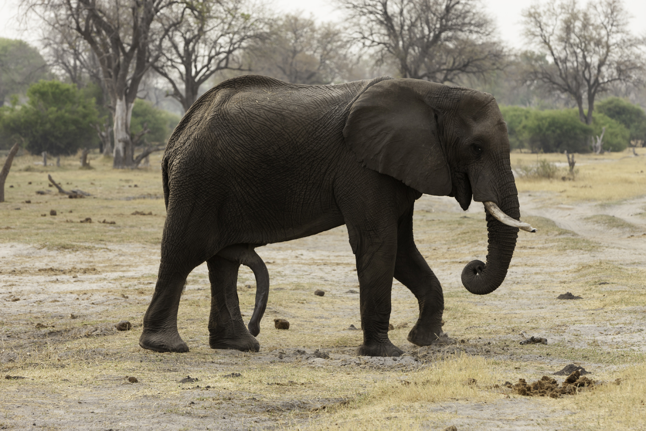 Elephant? Loxodonta africana AOK Photo no. 5,038