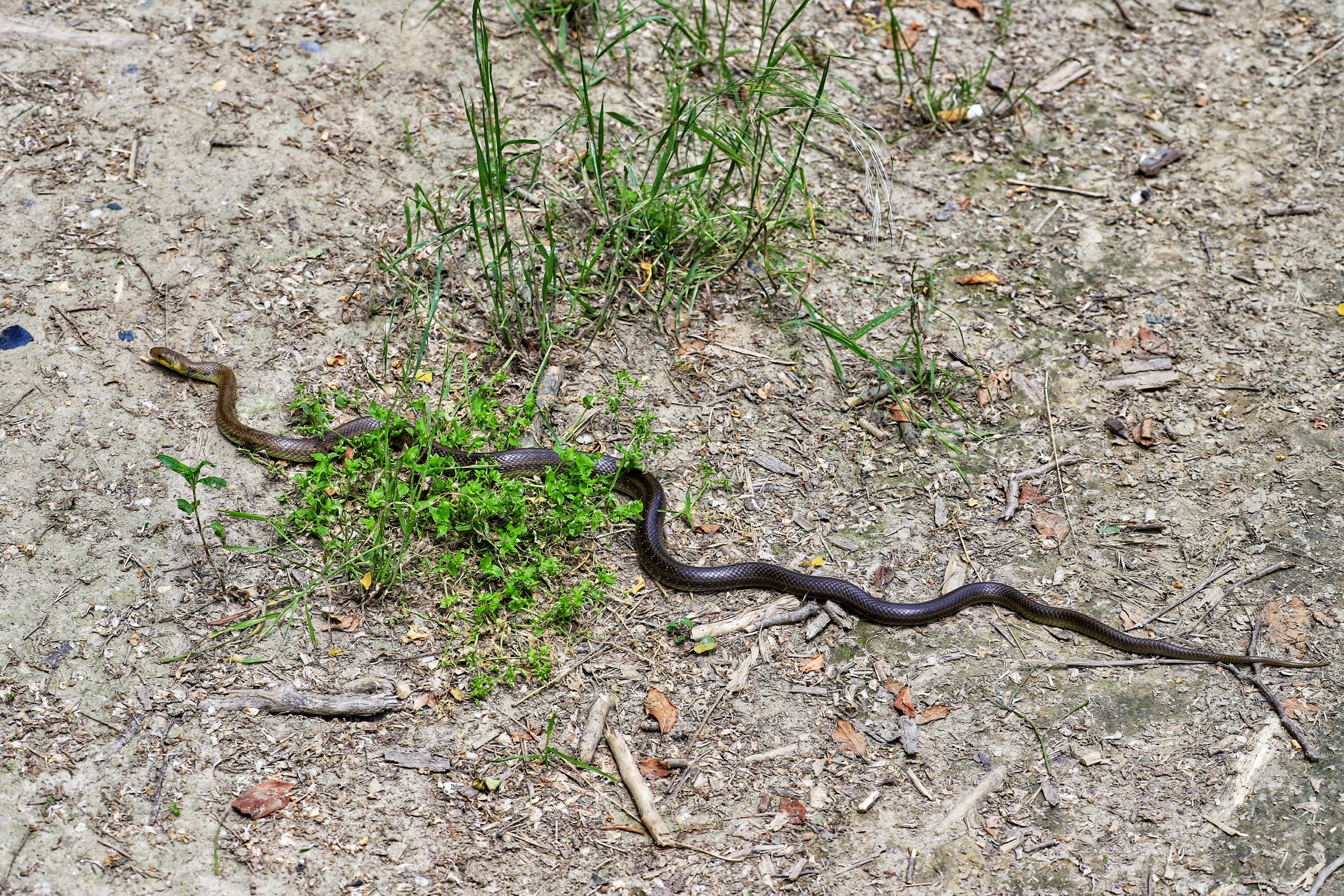 Quasi lo pesto.......