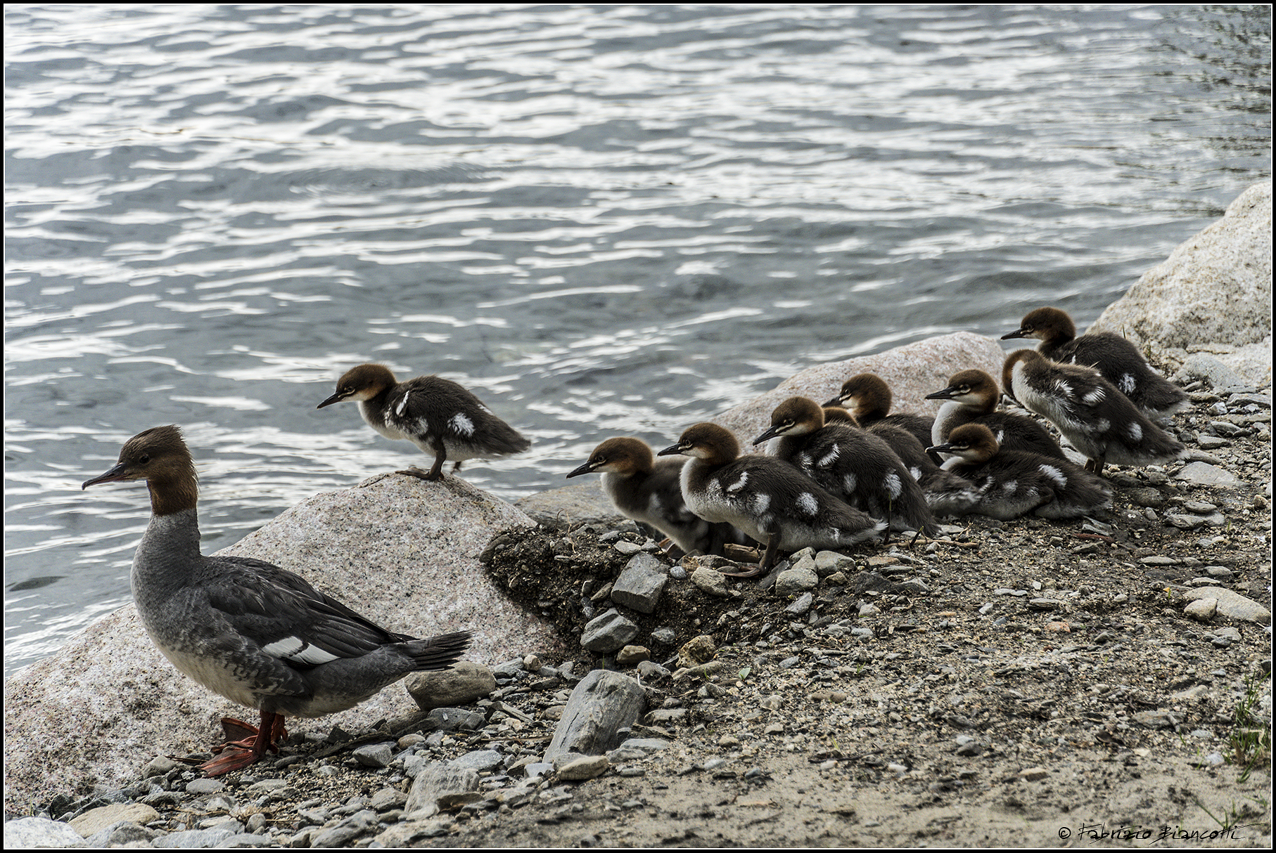 Famigliola pronta al tuffo