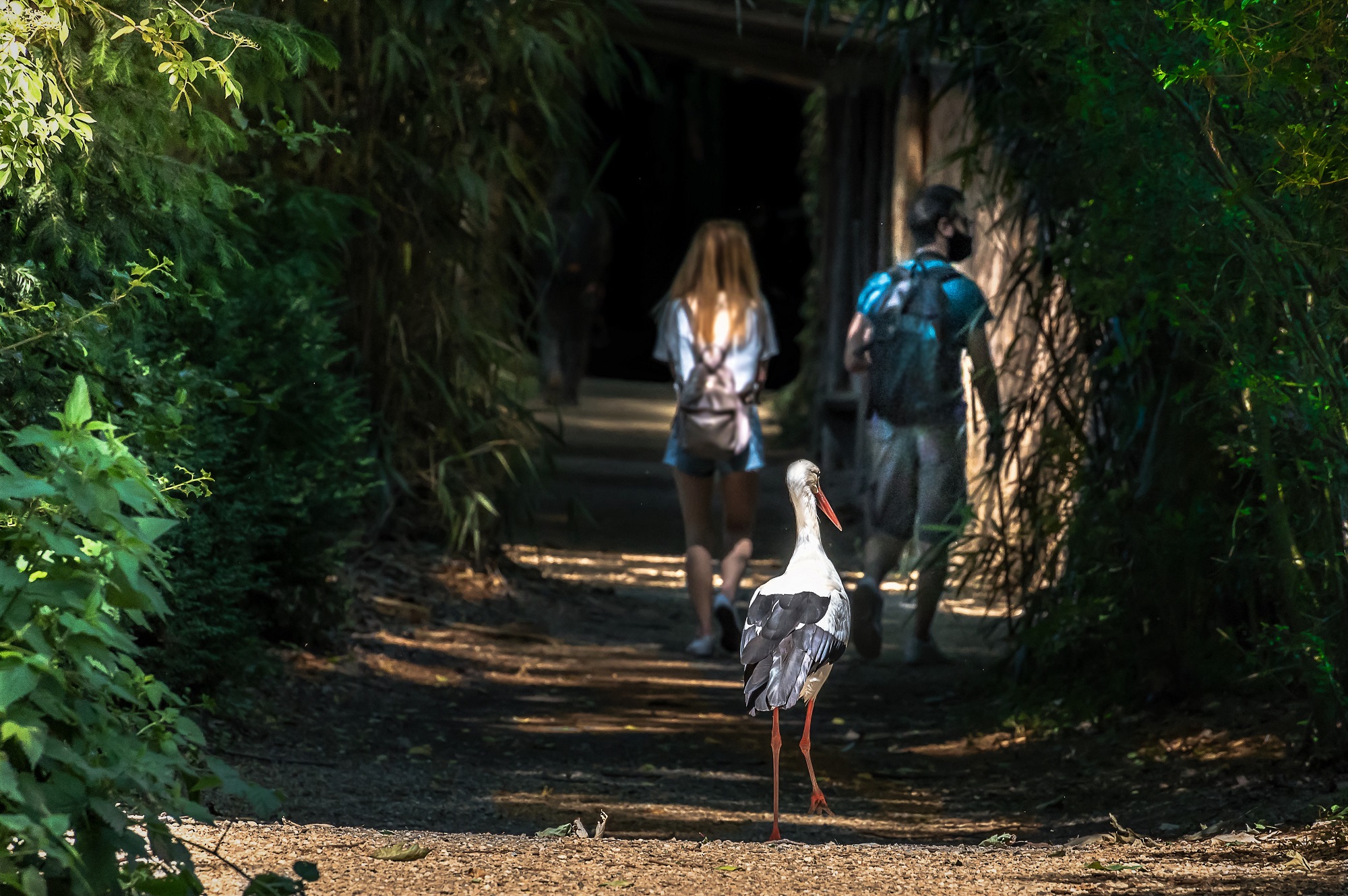 Here comes the stork