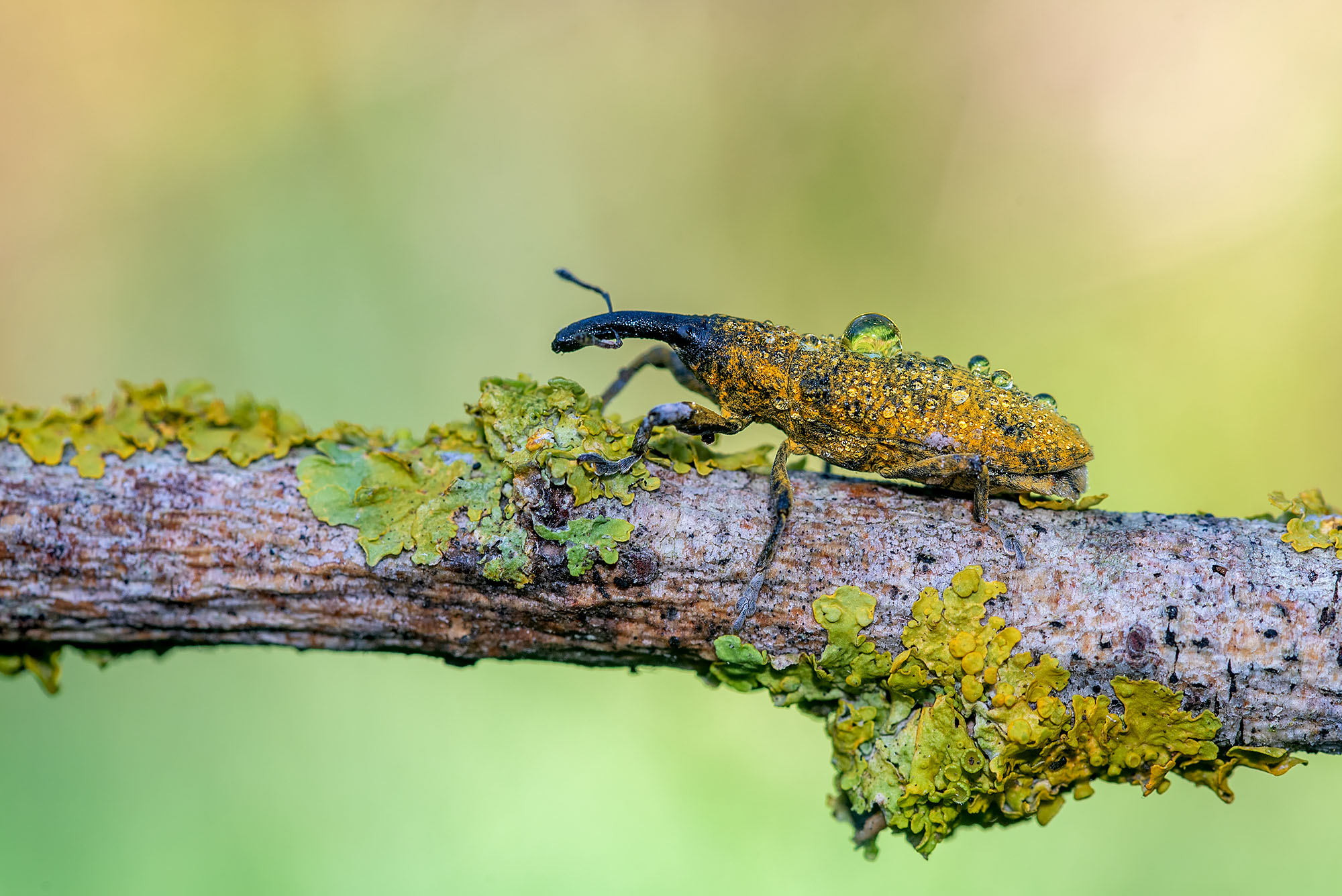 Pulverulentu's lixus