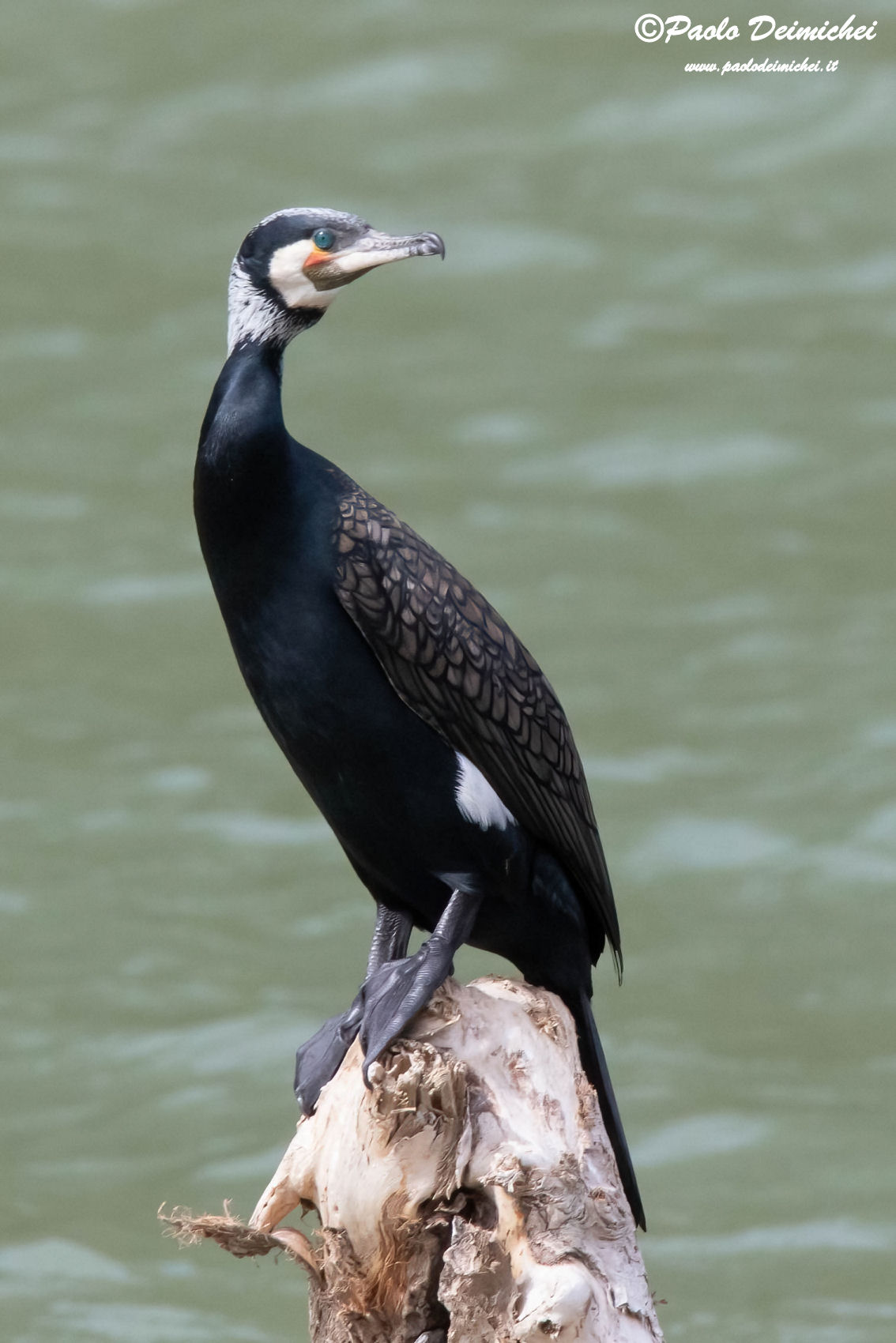 Cormorant in wedding dress