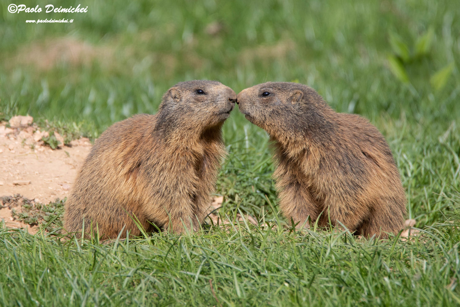 Giovani marmotte coccolone