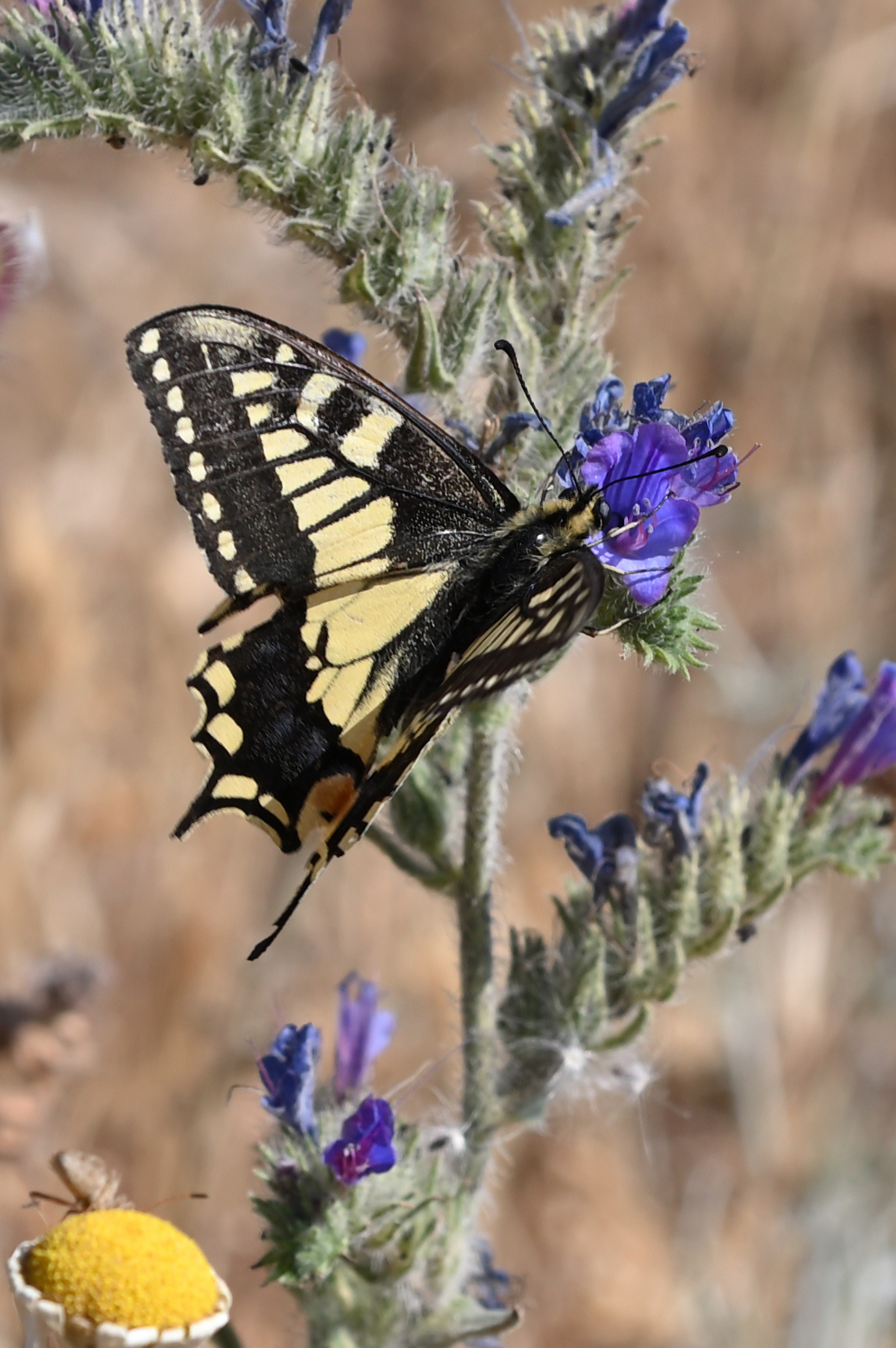 Butterfly 1