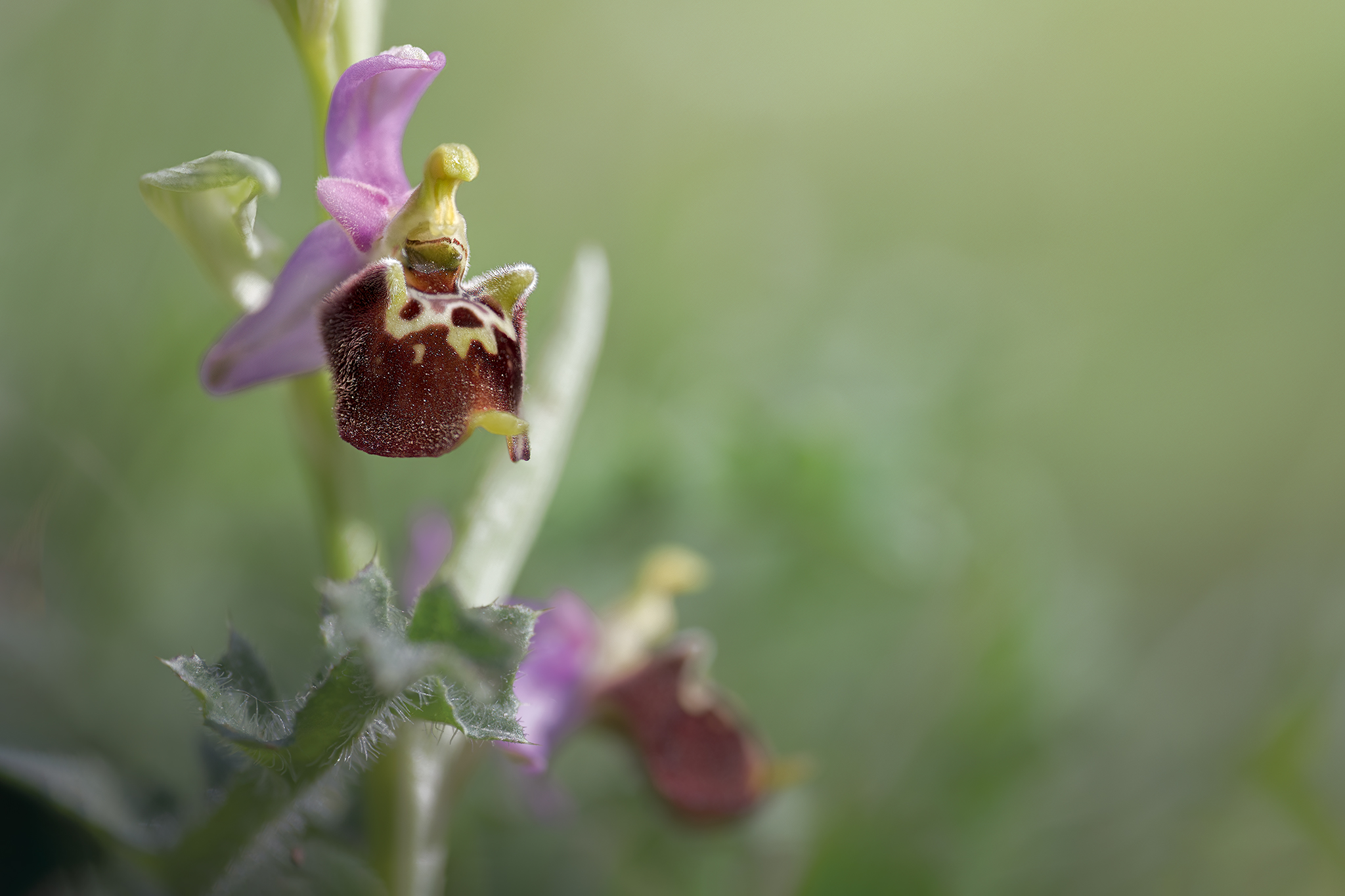 Orchidea selvatica