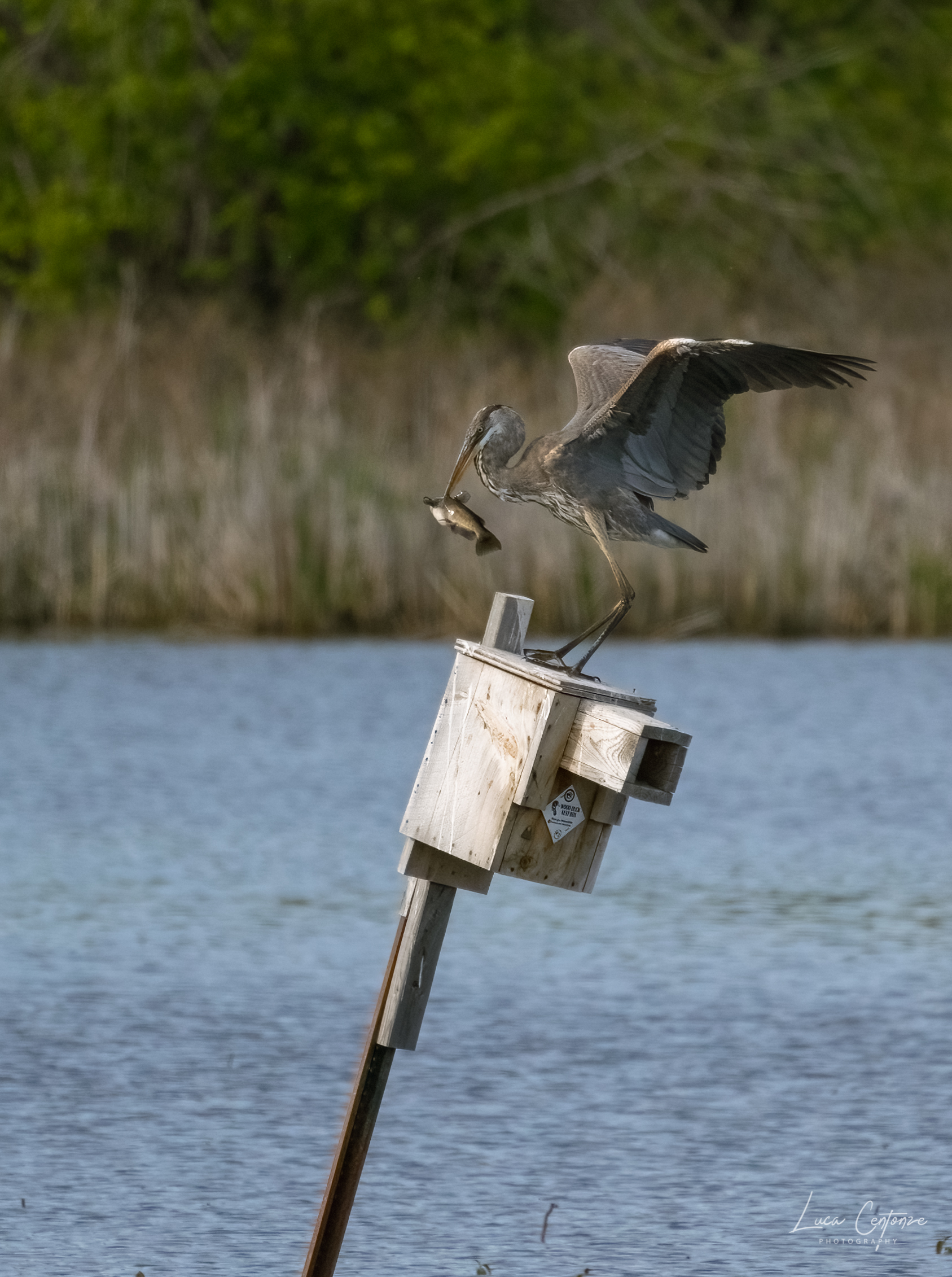 Airone Blu maggiore con preda (Ardea herodias)