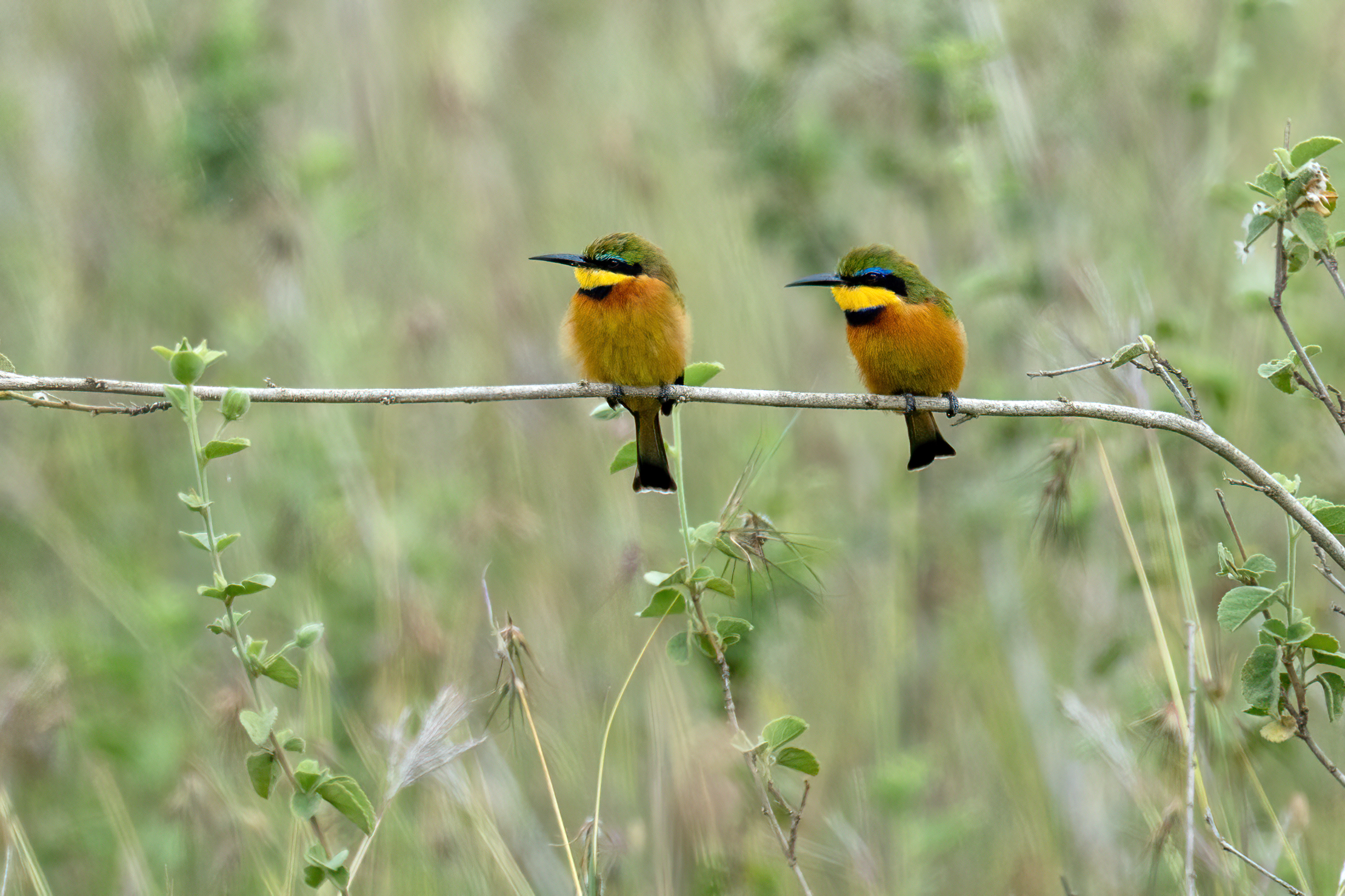 Due sul rametto prima del banchetto