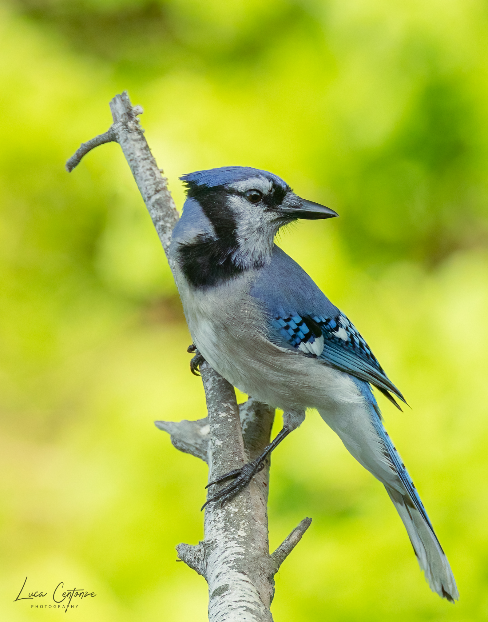 Ghiandaia azzurra americana (Cyanocitta cristata)