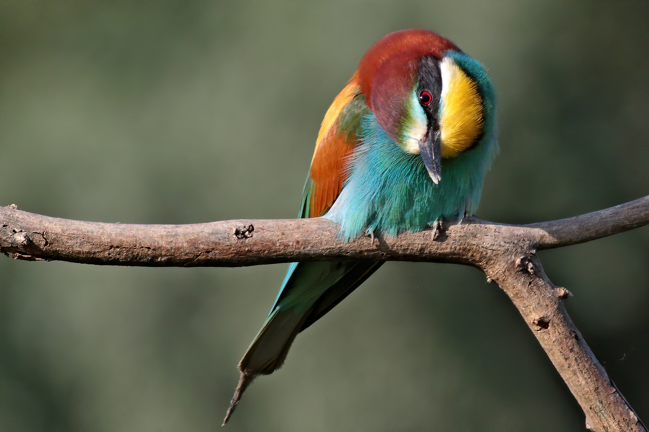 Gruccione (Merops opiaster)