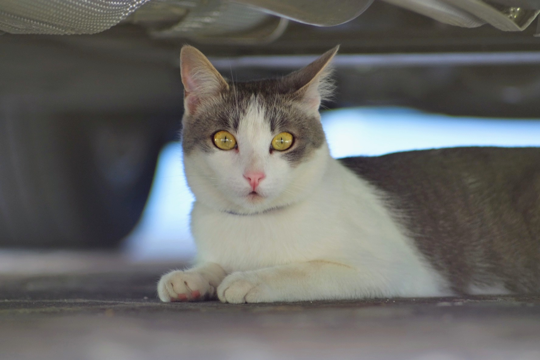 Ispezione sotto scocca