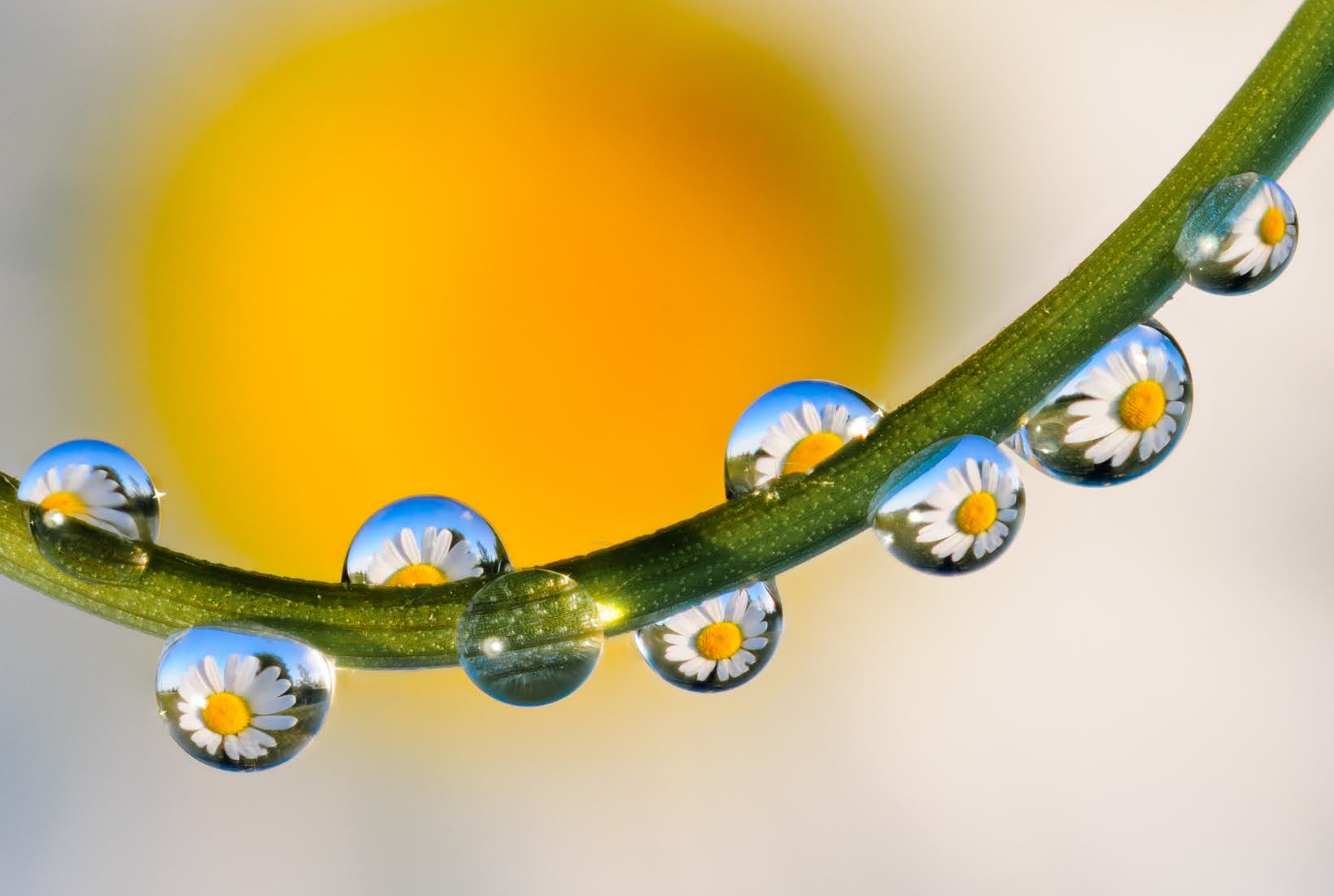 Una collana di margherite