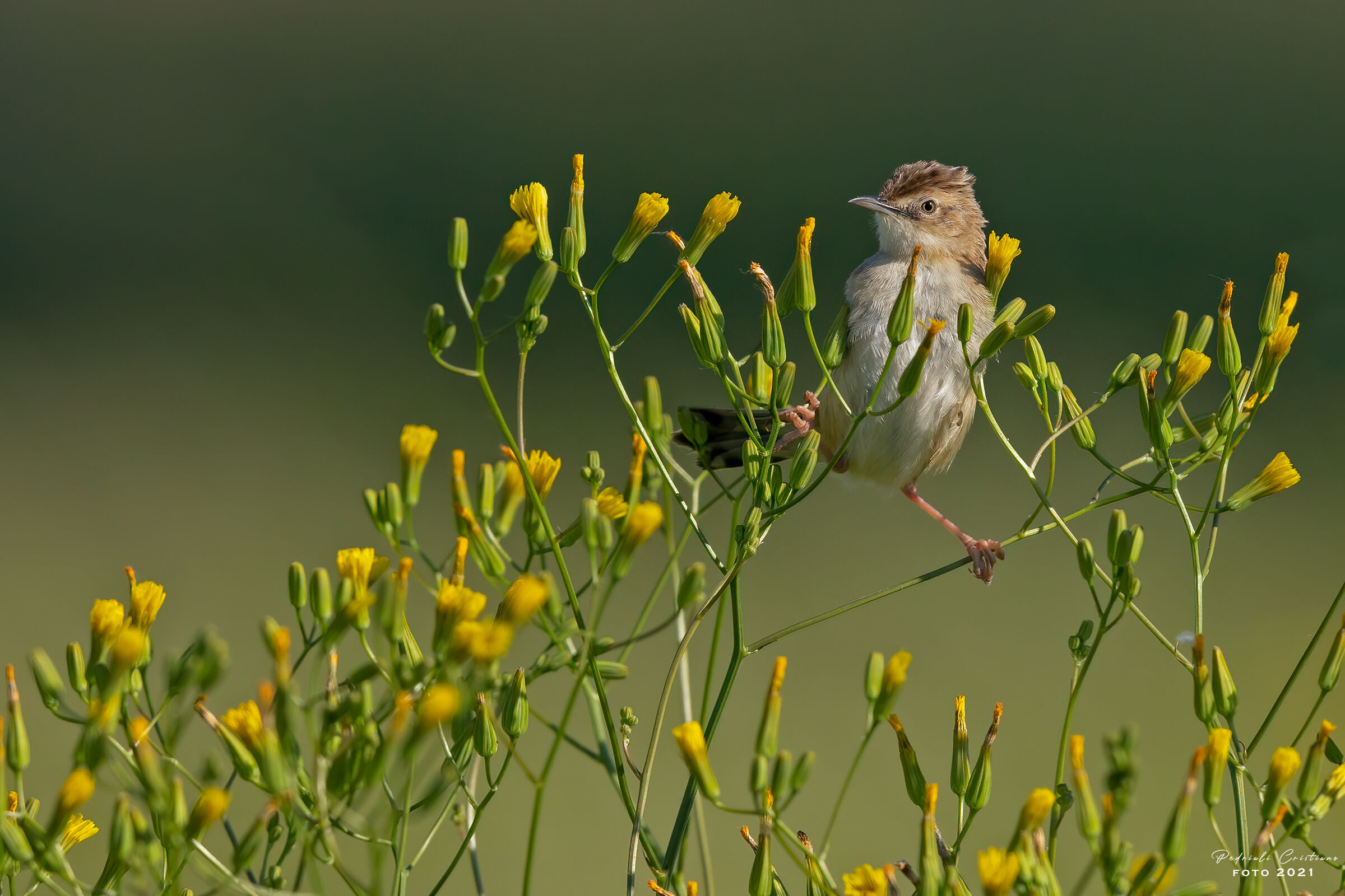 Beccamoschino su ranuncolo...
