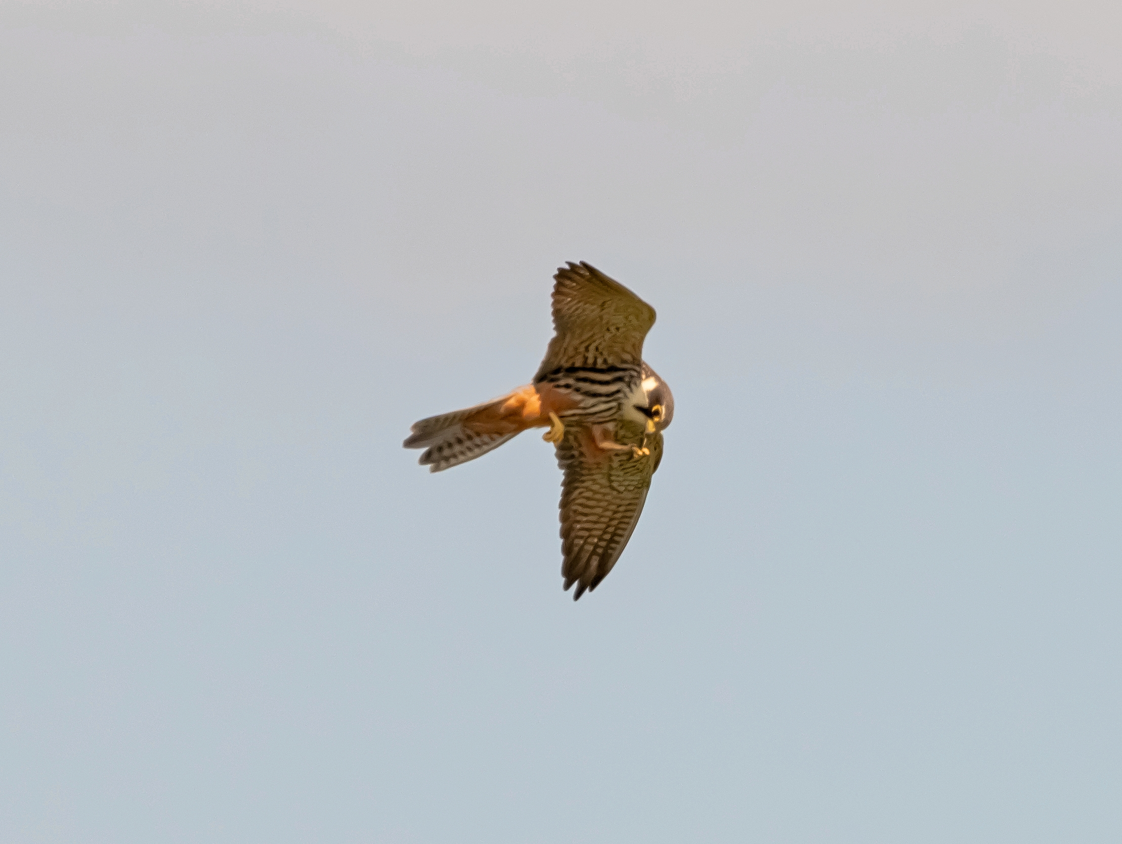 Falco Subbuteo (lodolaio) in flight Oasi Lipu 30/05/2021