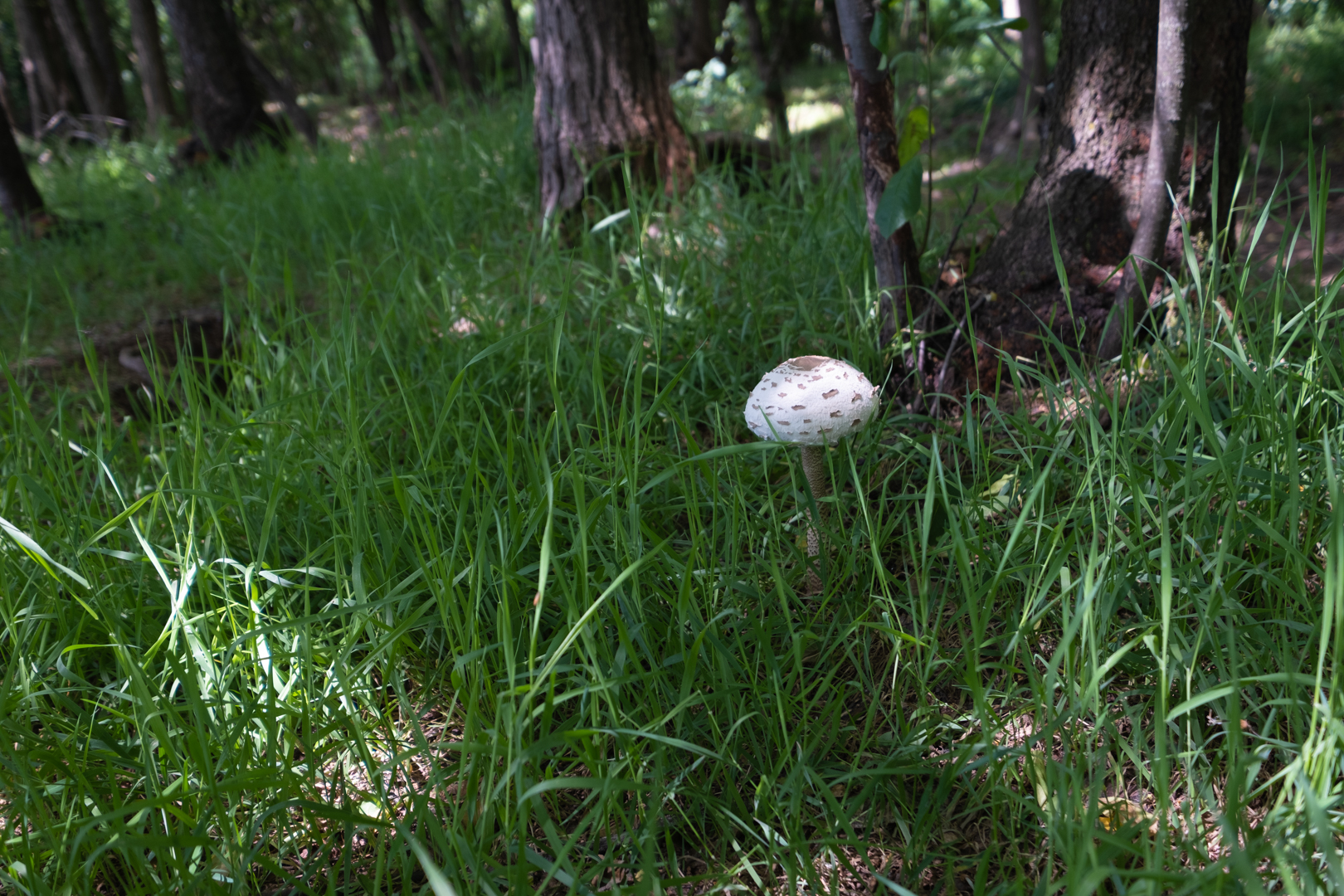 mushroom at the end of May