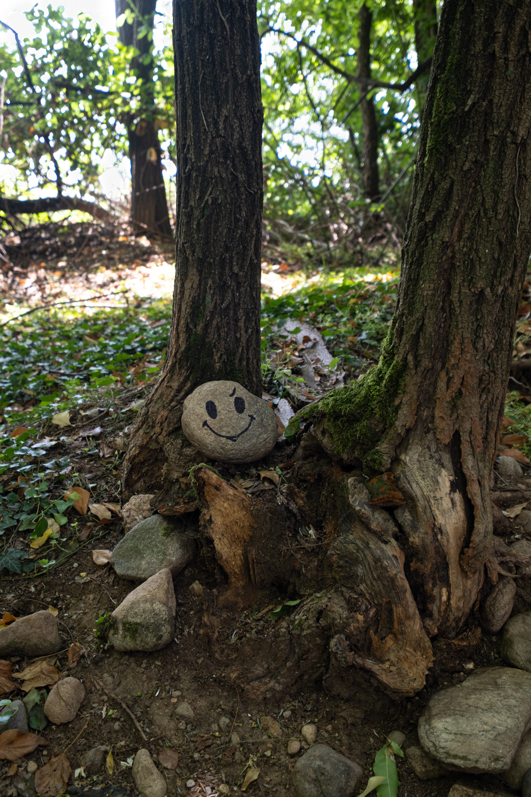 a smile in the woods