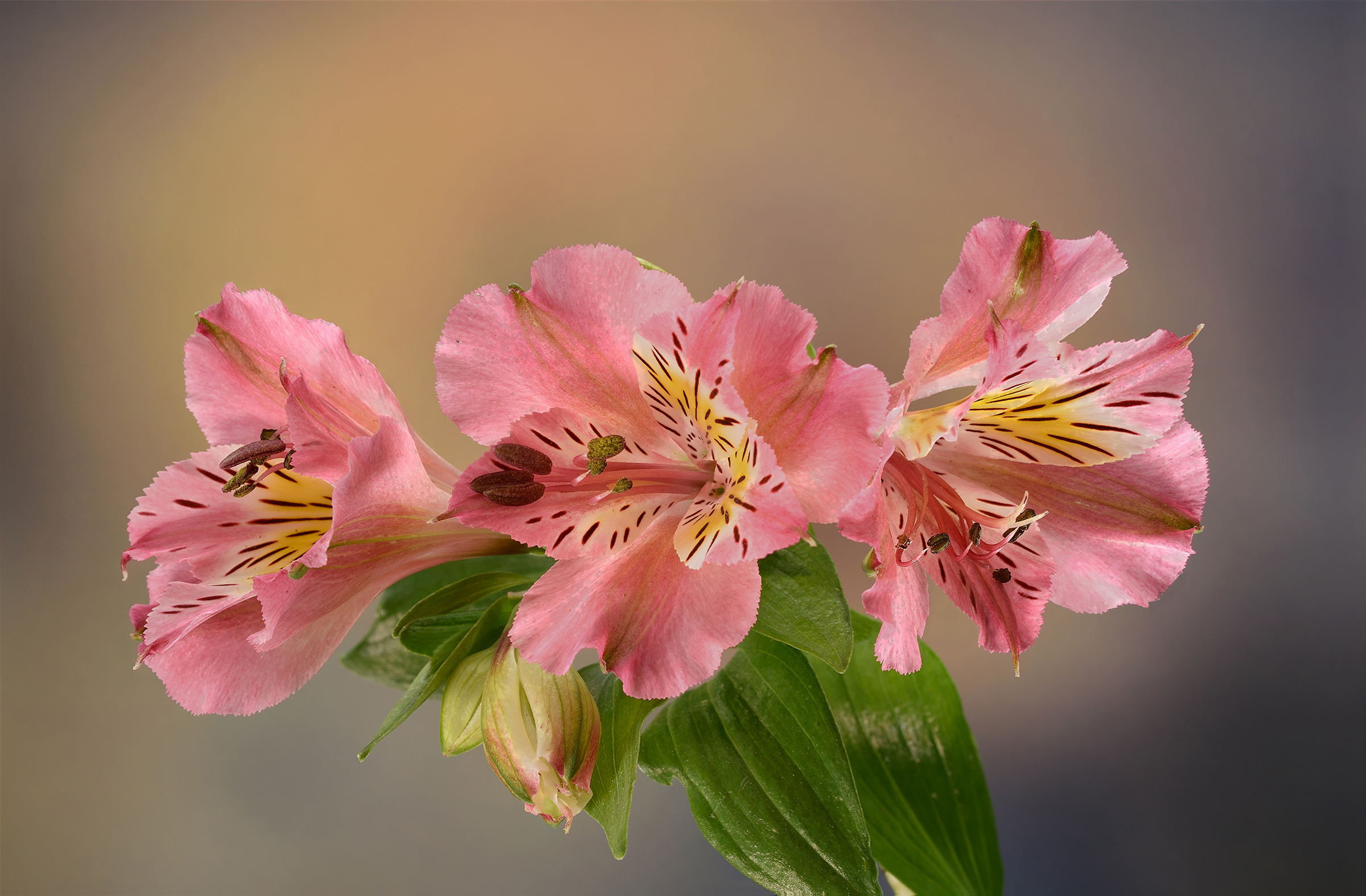 Alstroemeria