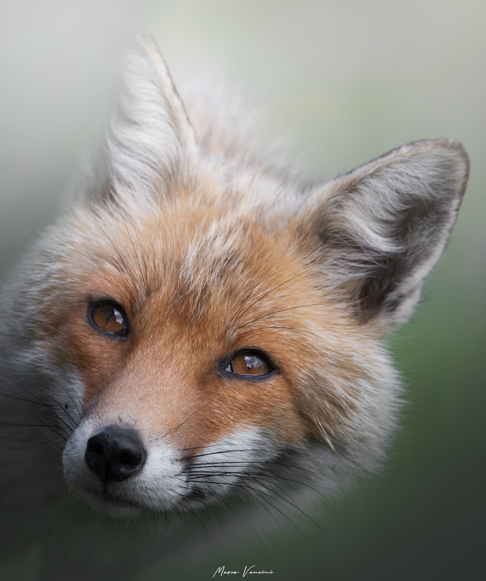 Uno sguardo dolcissimo